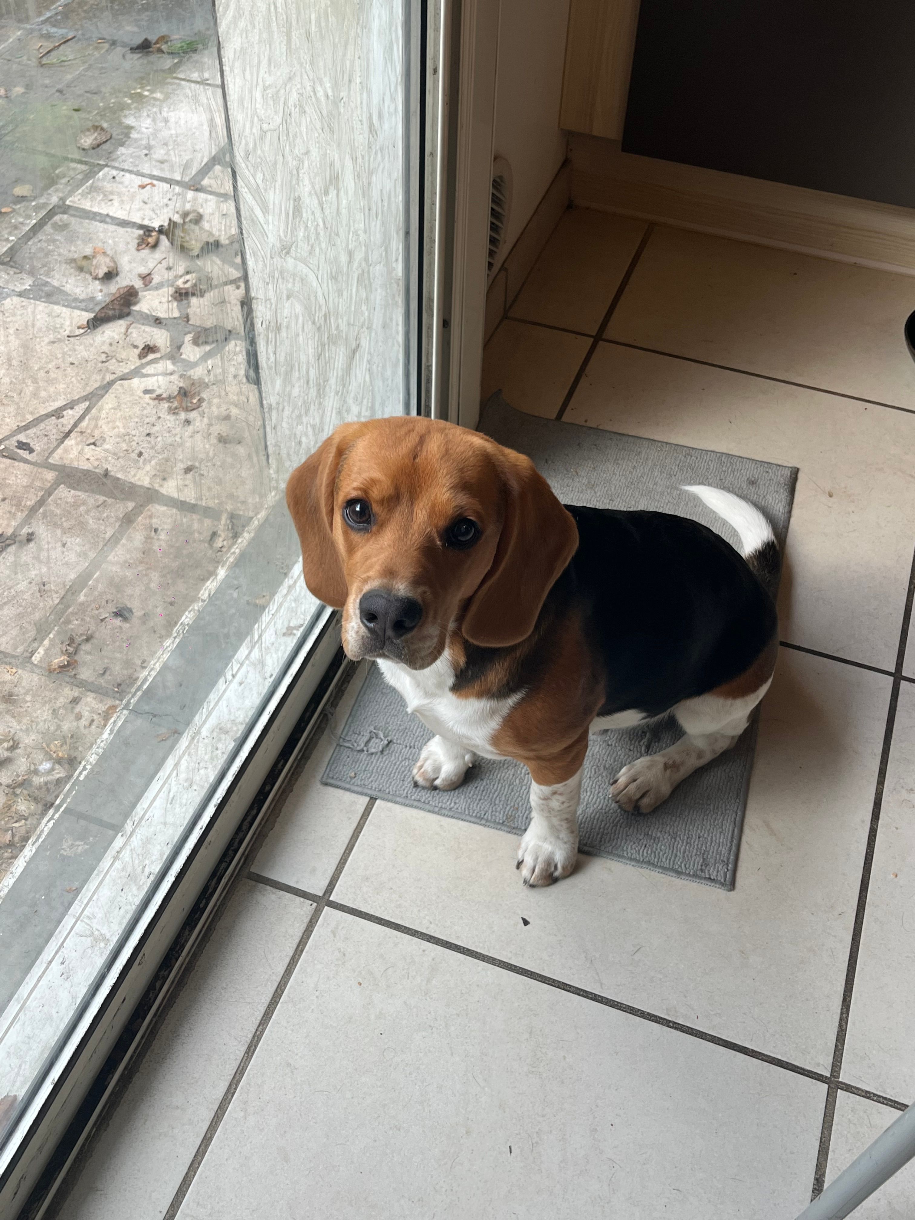 beagle - 182 Avenue Ambroise Croizat, Gardanne
