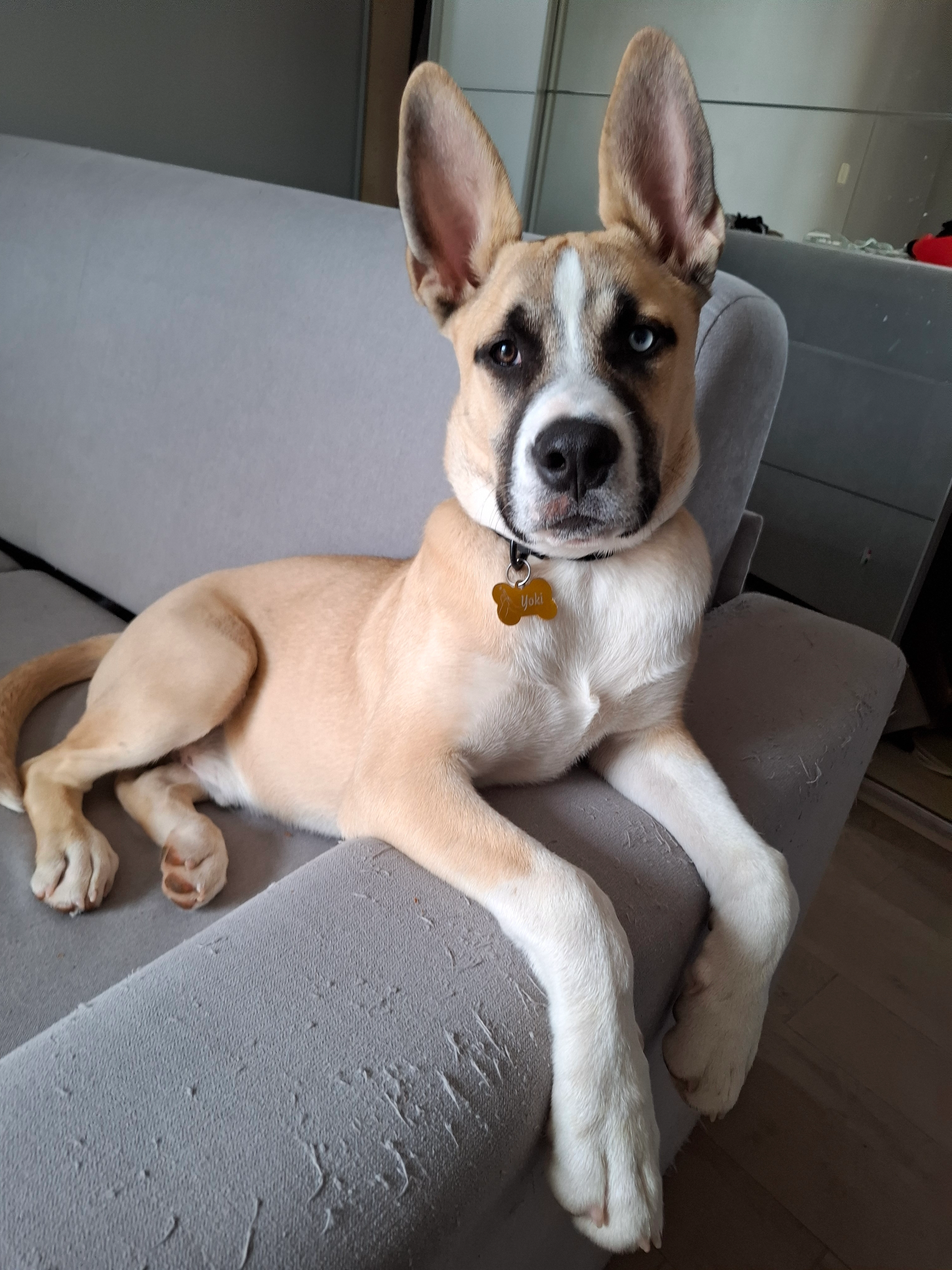 Yoki  - 115 Allée de la Colle Haute, Mouans-Sartoux