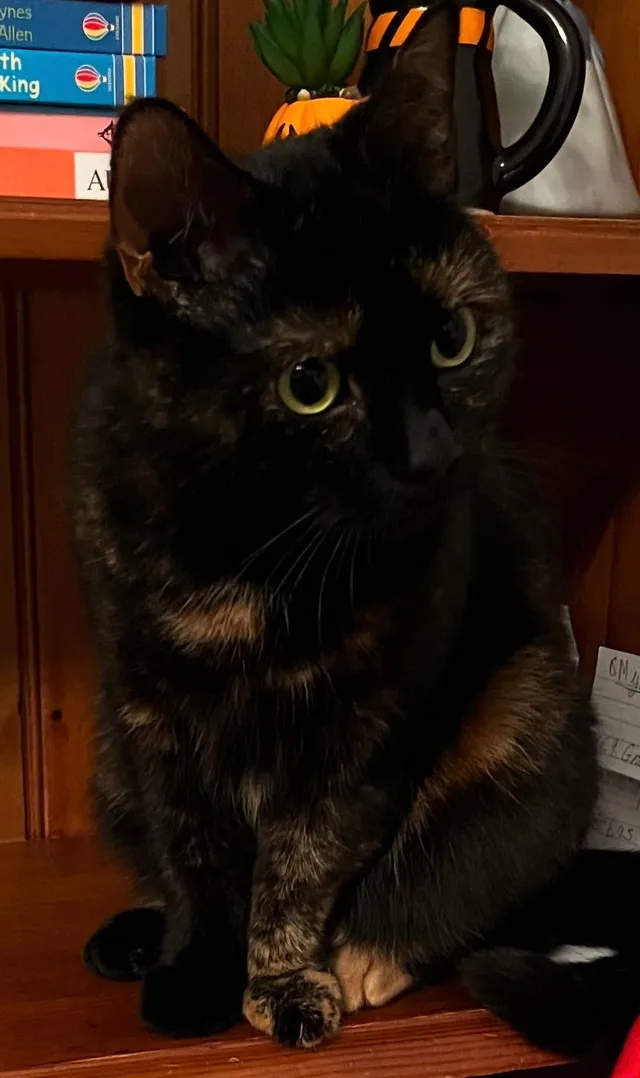 Patches - S18 2, Dronfield