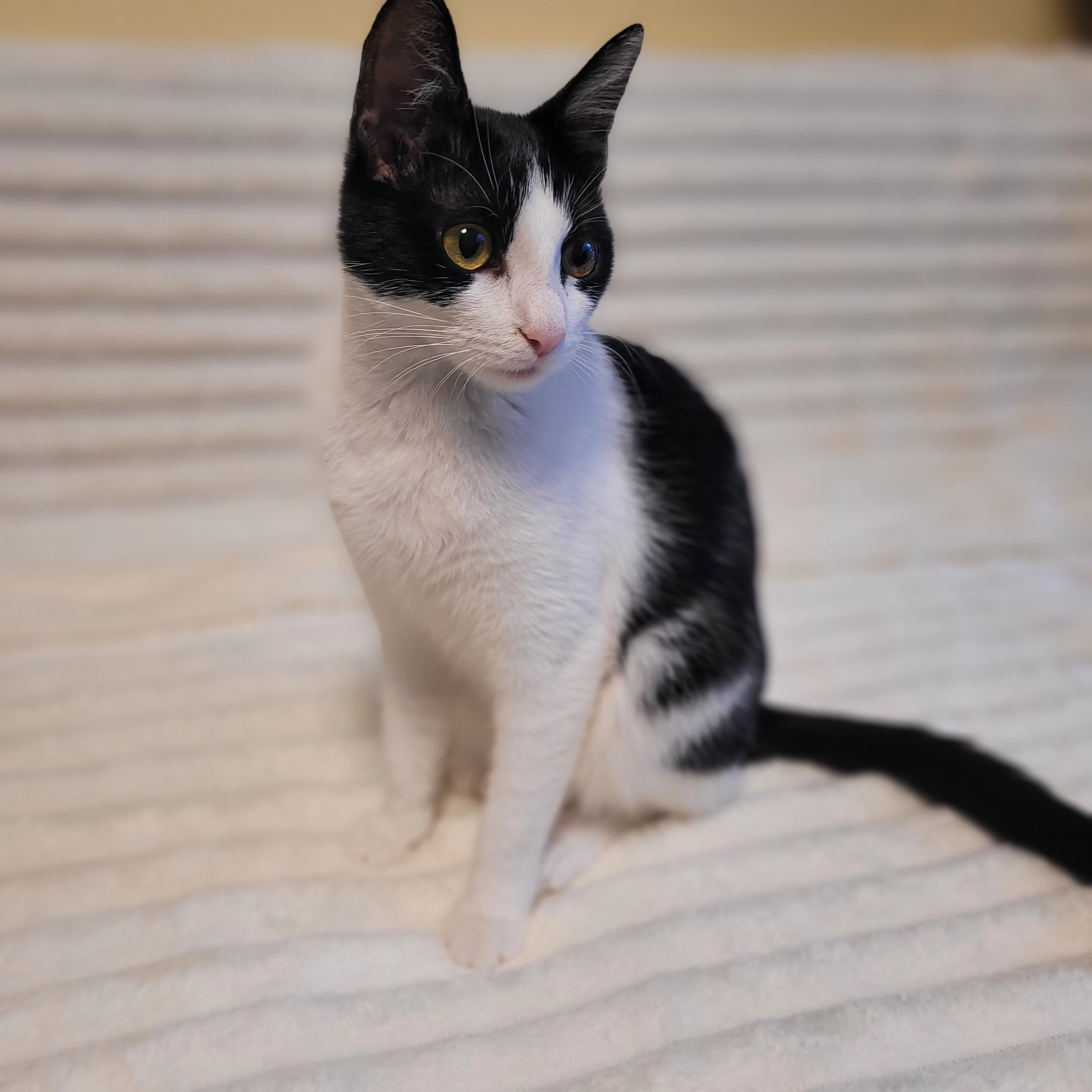 Maja - Richard-Strauß-Ring, Lübeck