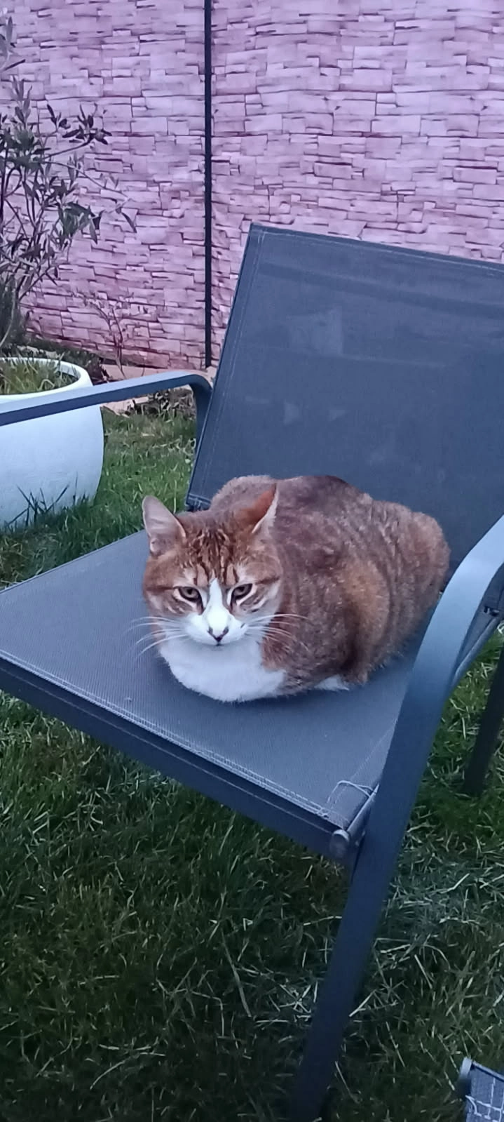 Azouki - 7 Rue Général de Gaulle, Coulaines