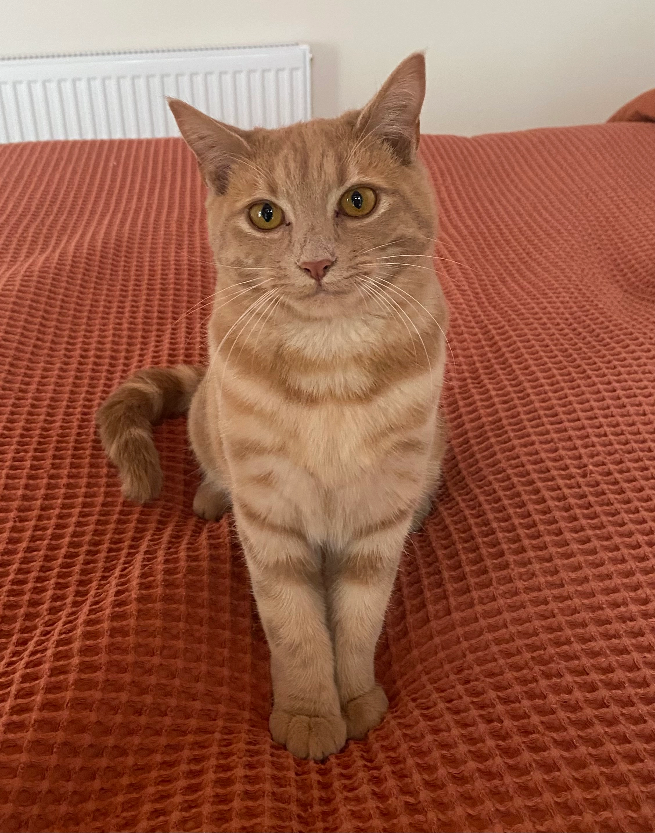 Custard - 55 Glamorgan Street, Barry