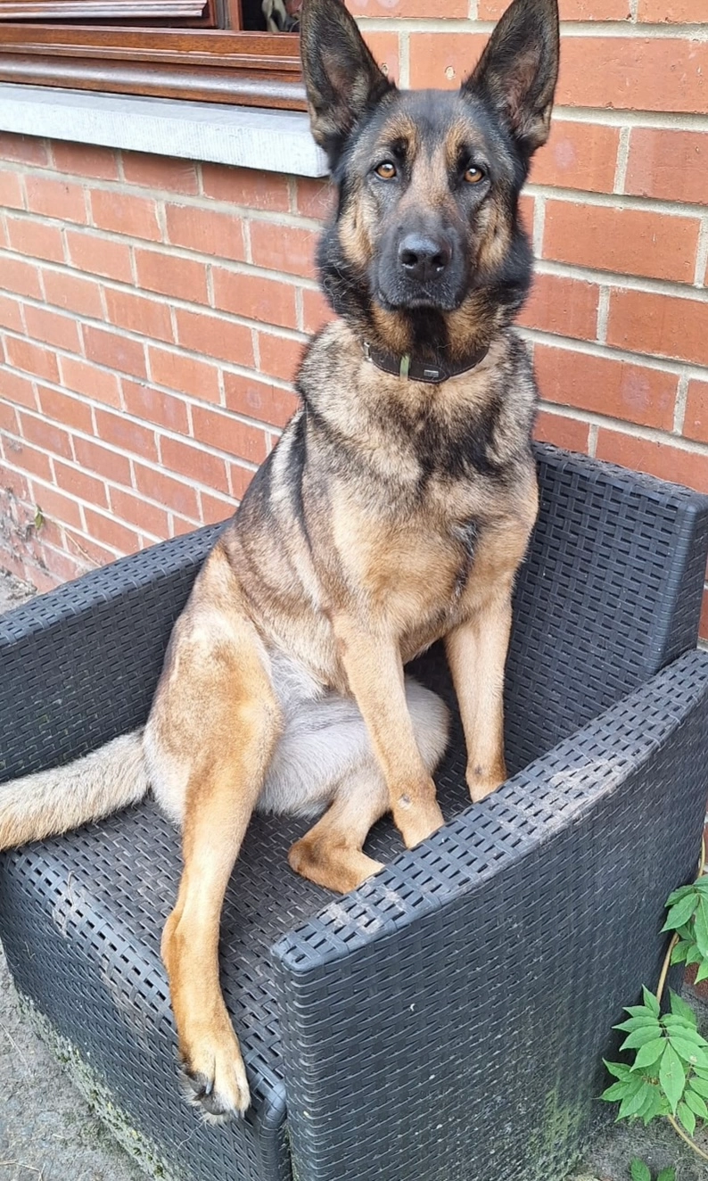 Cannelle - Chemin du Prince 471, Jurbise