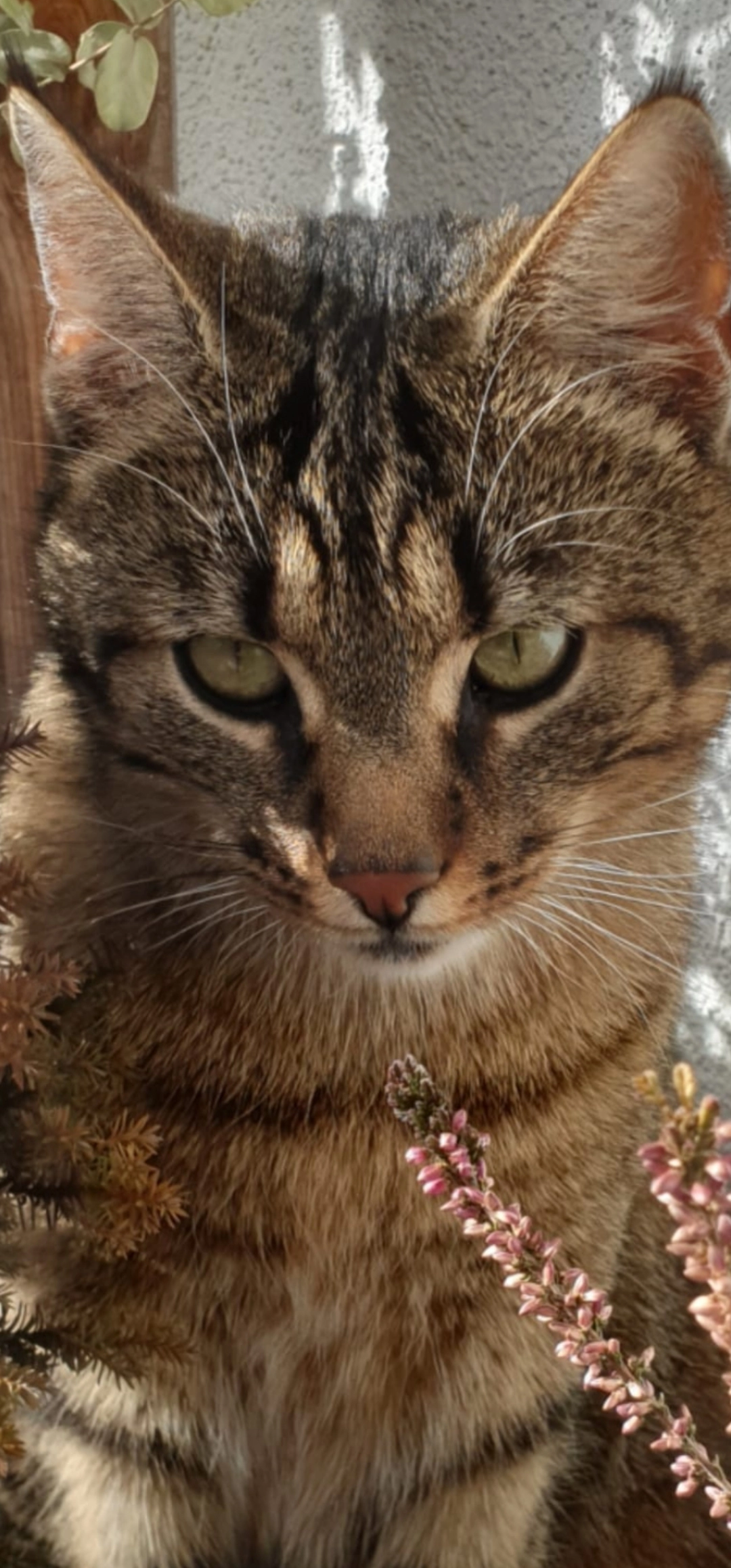 Thildi - Turmstraße, Dürmentingen