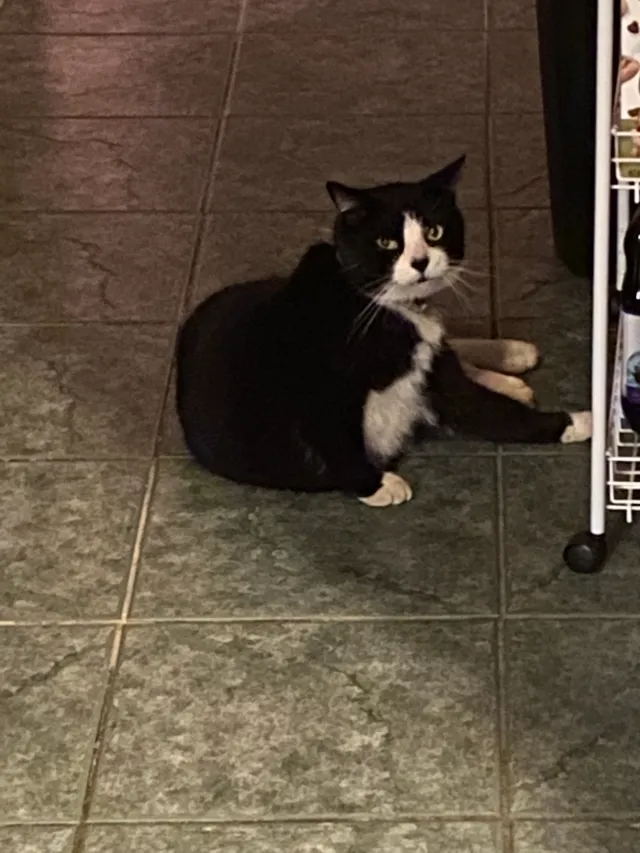 Gizmo - 306 Green Ave, Lyndhurst