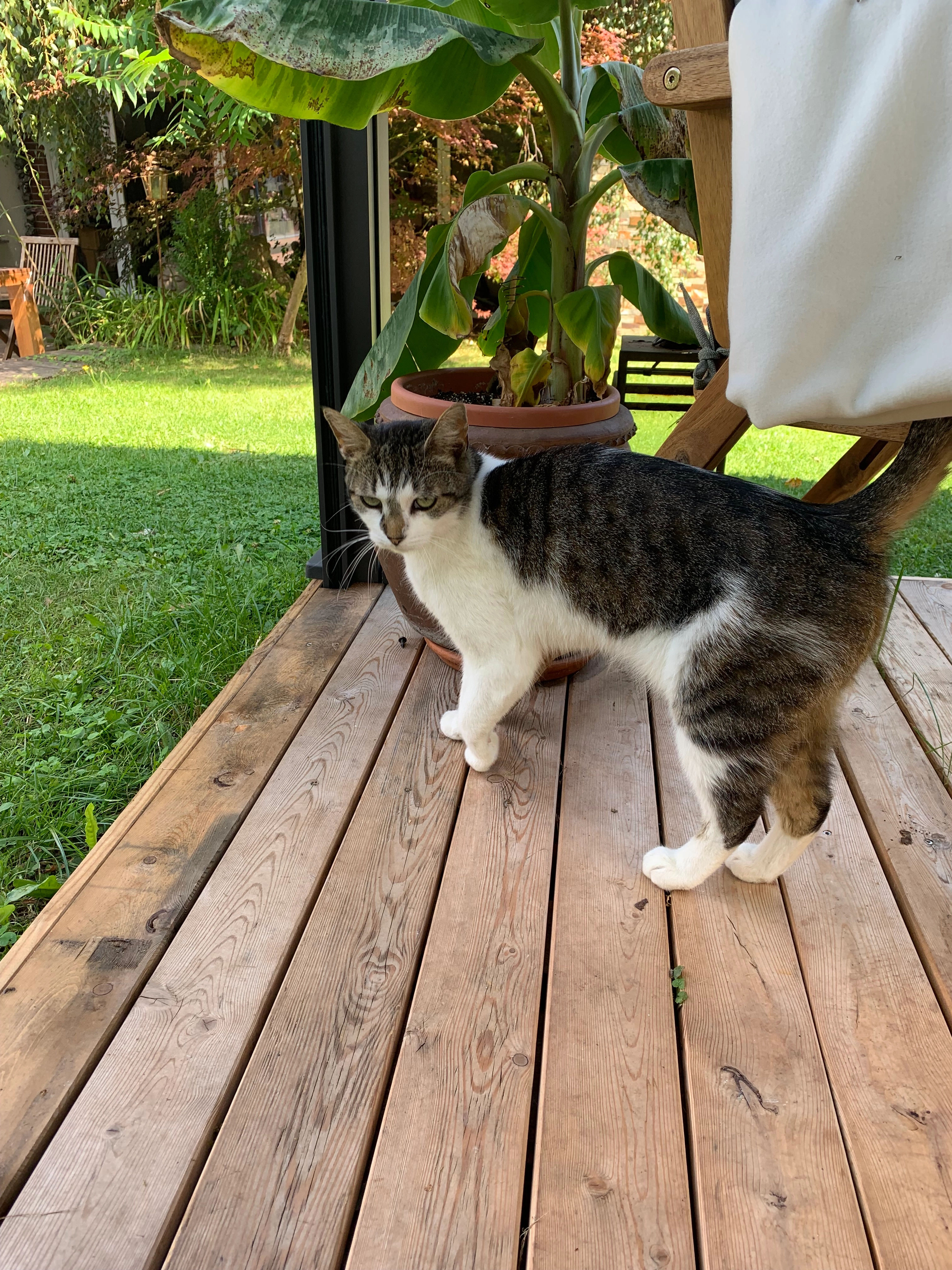 Twinkie - Ellenbogen 6, Chemnitz