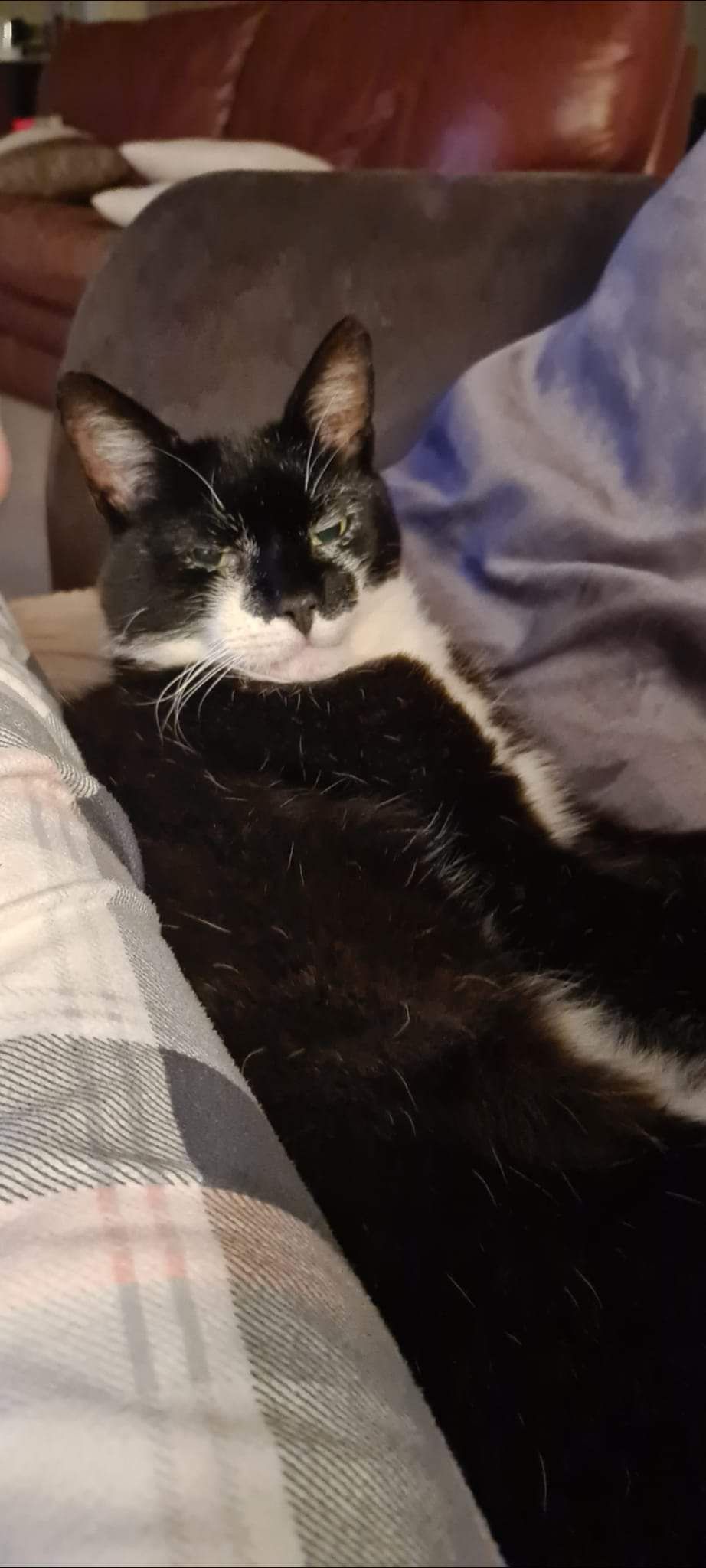 Oscar - Commonpiece Lane, Goole