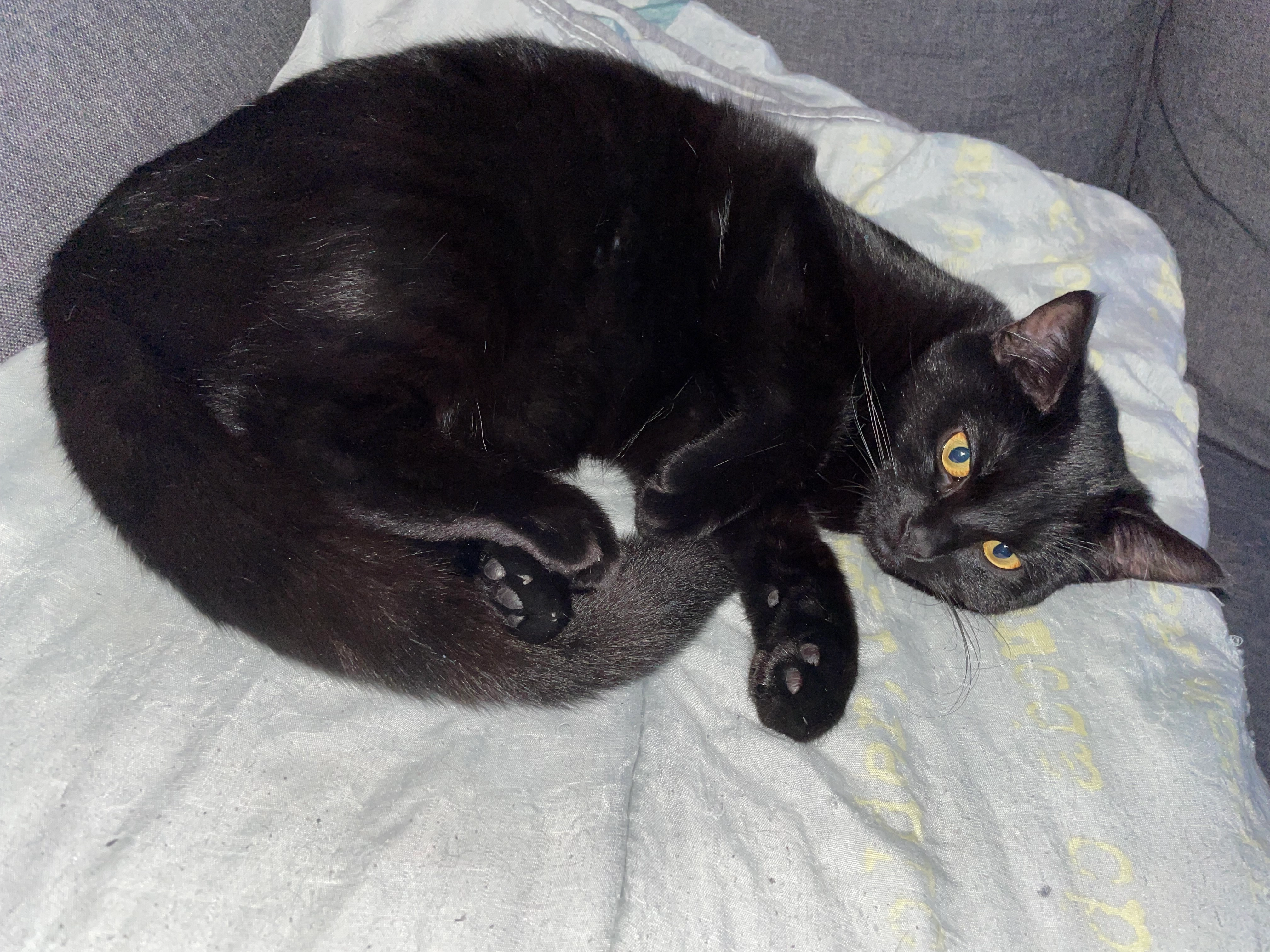 Katnysse  - Rue Des Martyrs, Haisnes