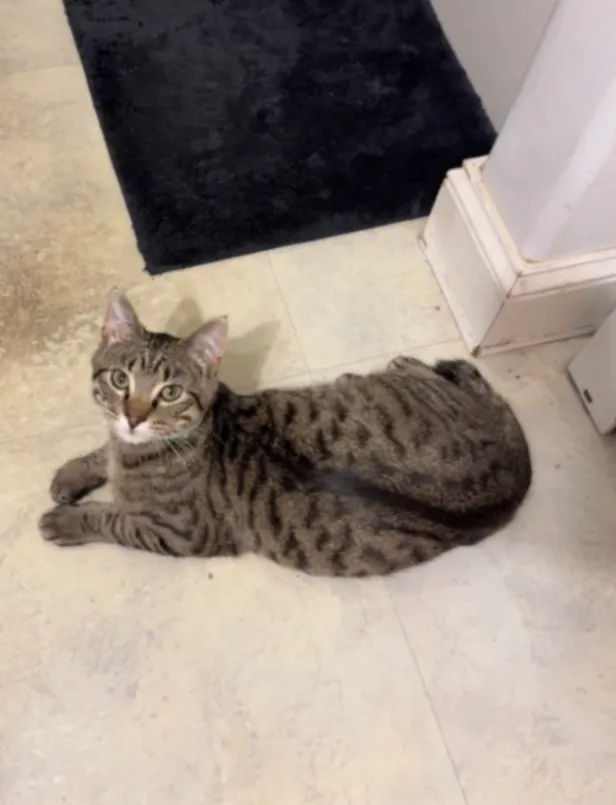 Jasper - E Fieldview Cir, Bozeman