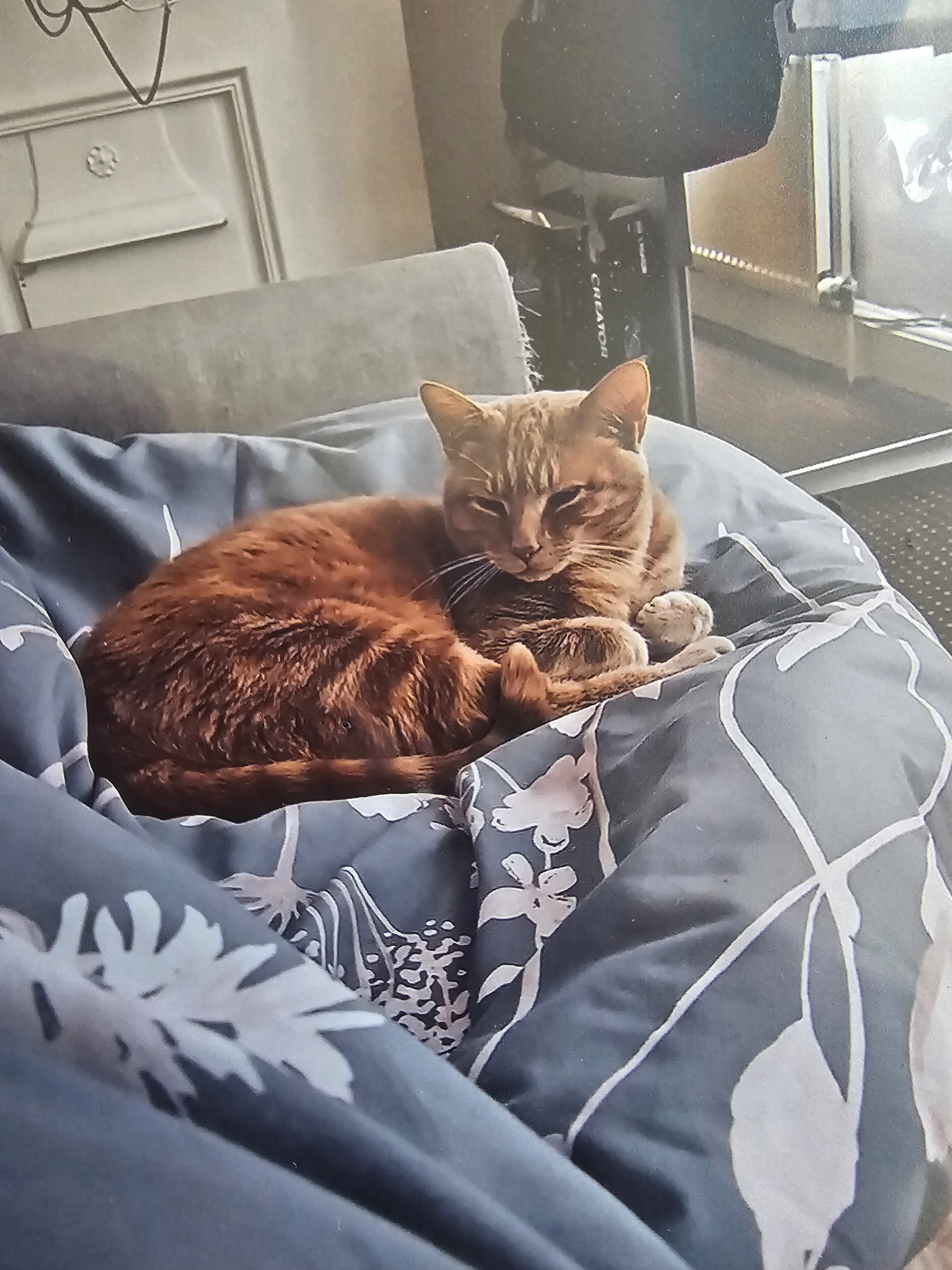 Maui - Abbey Road, Bedford