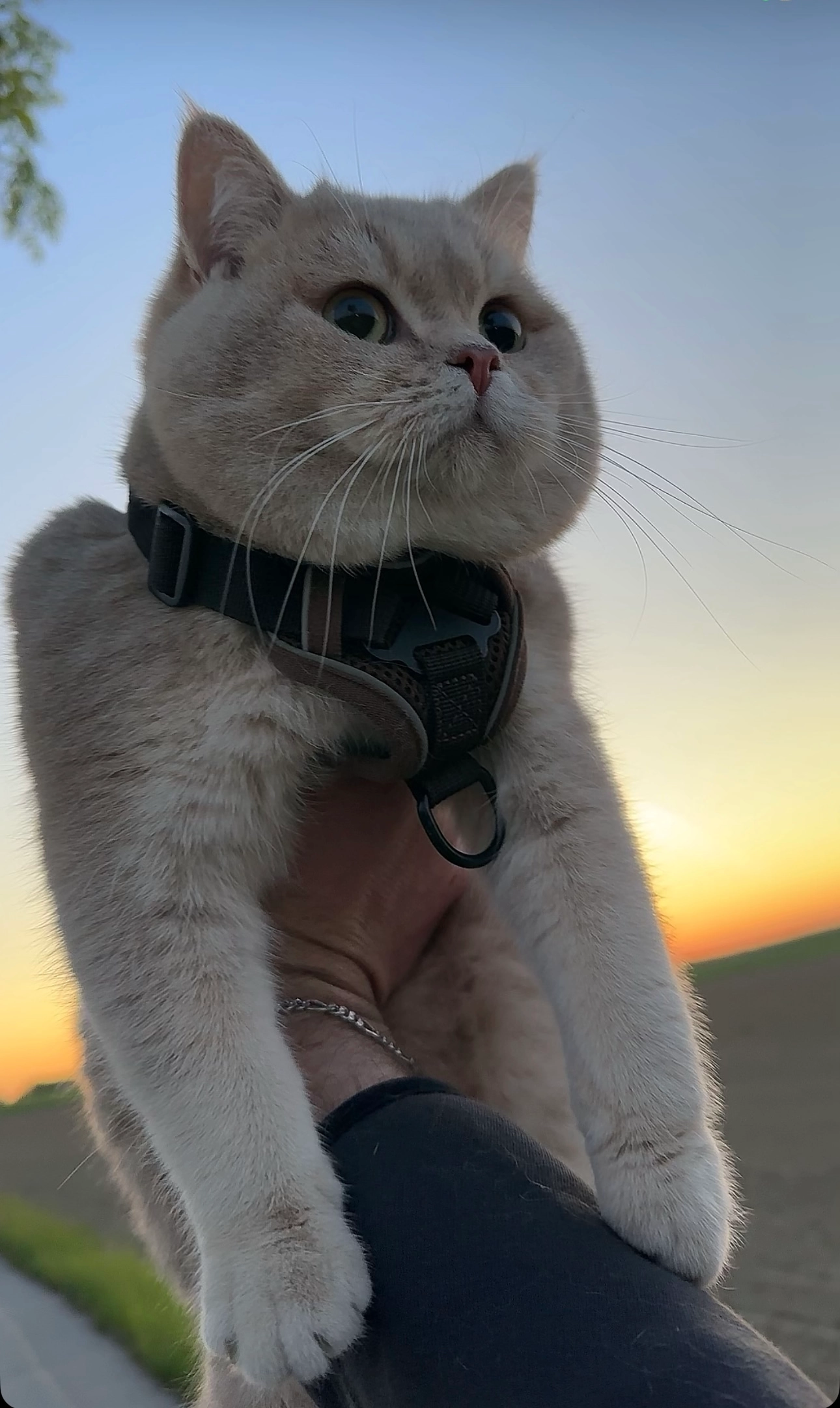 Joe - Armetshofen, Schwabhausen