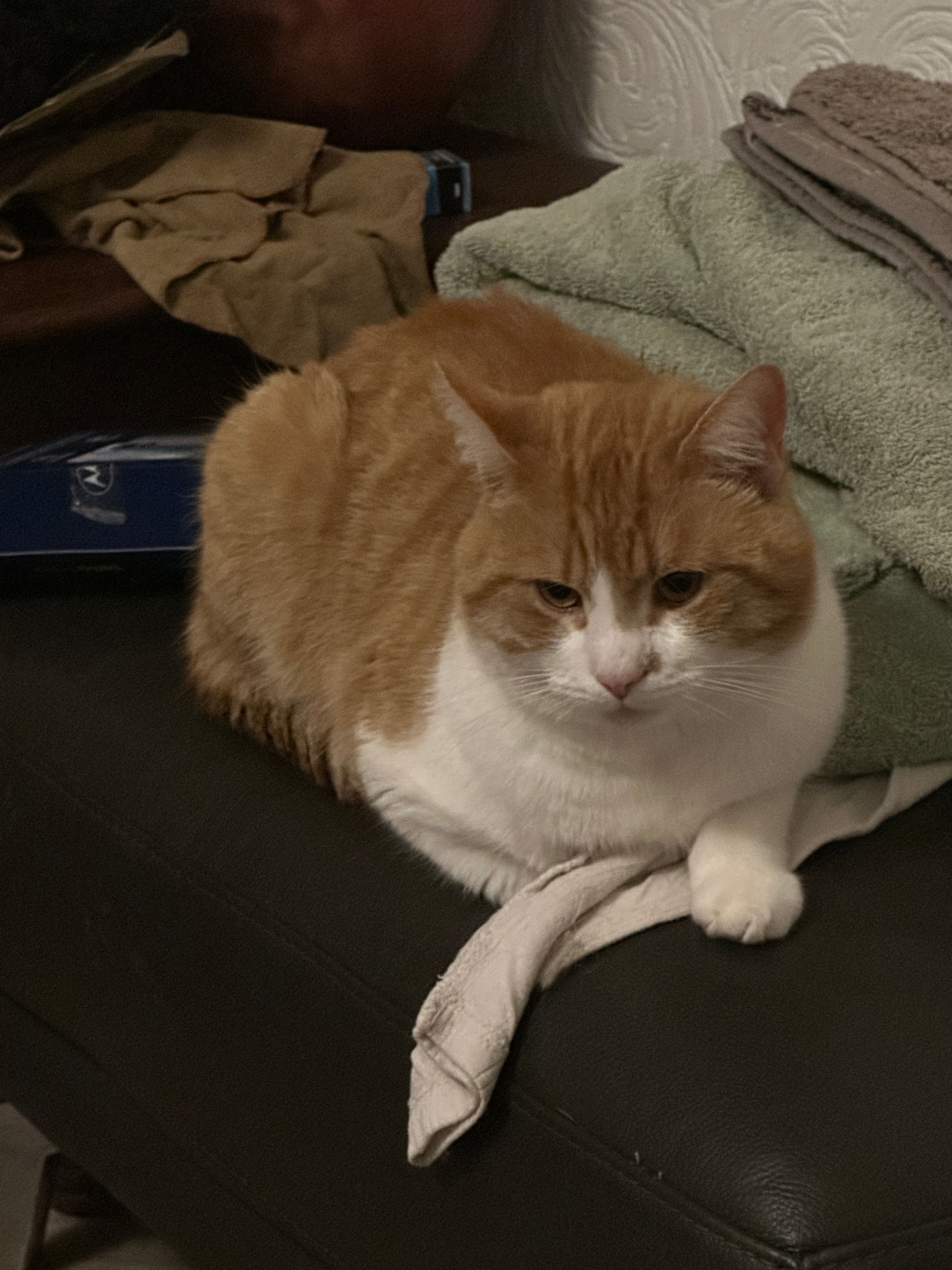 Simba - Marlborough Avenue, Thornton-Cleveleys