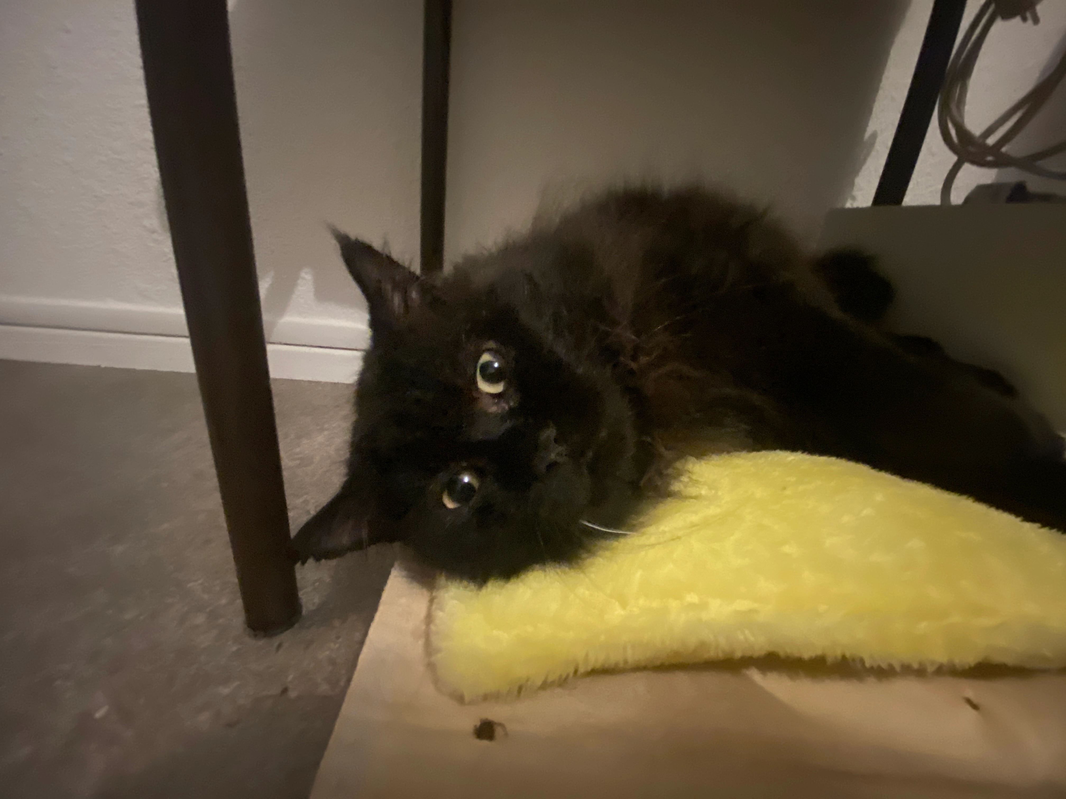 Gyam  - 26 Rue des Mimosas, Prades