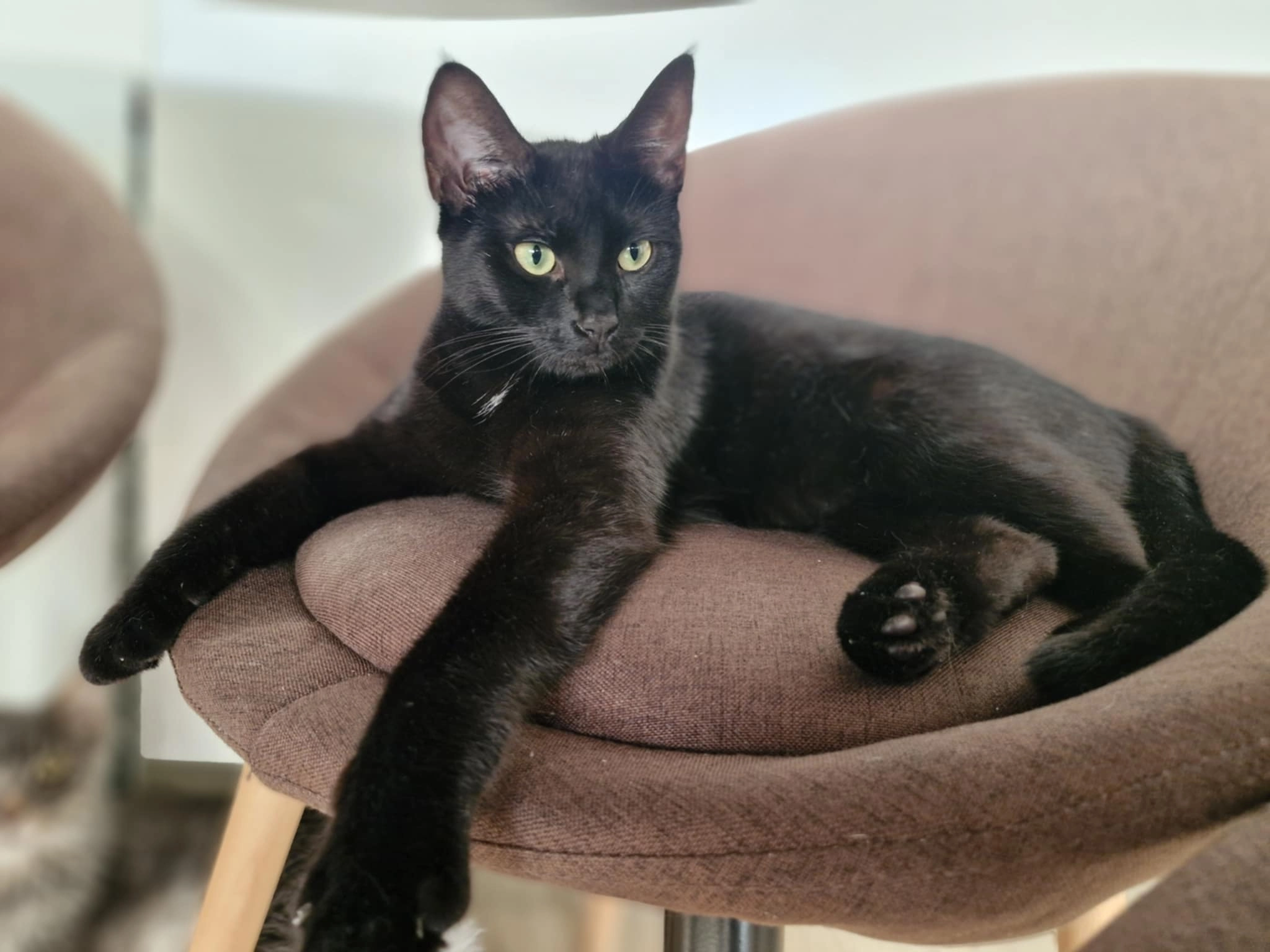 Molly  - Rue du Pré Mahoux 1, Ciney