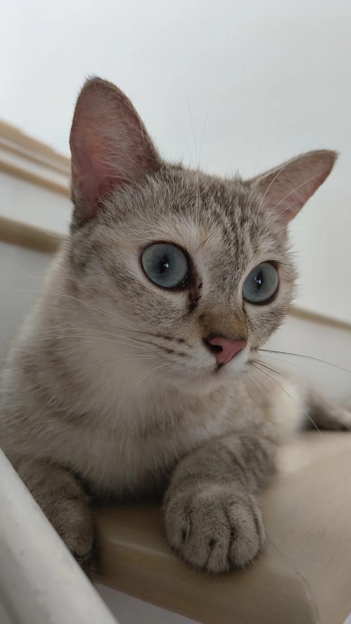 Nala - 48020, Rawang