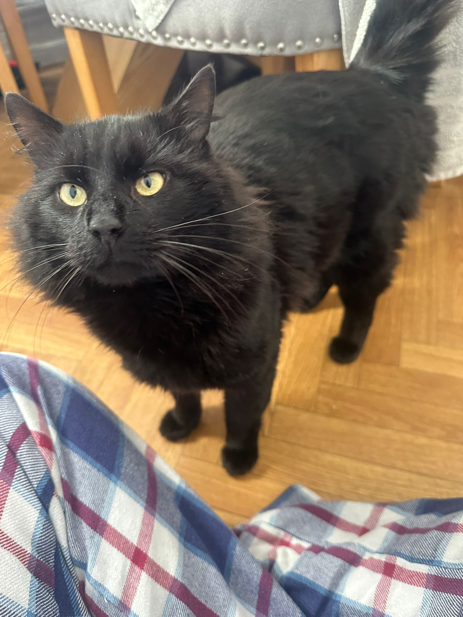 Ralf - Coronation Road, Isle of Portland