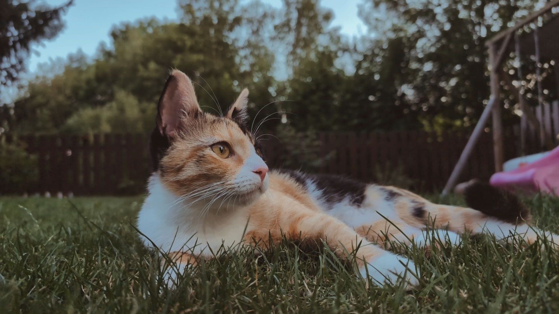 Babsi - Friedrichstraße, Hof