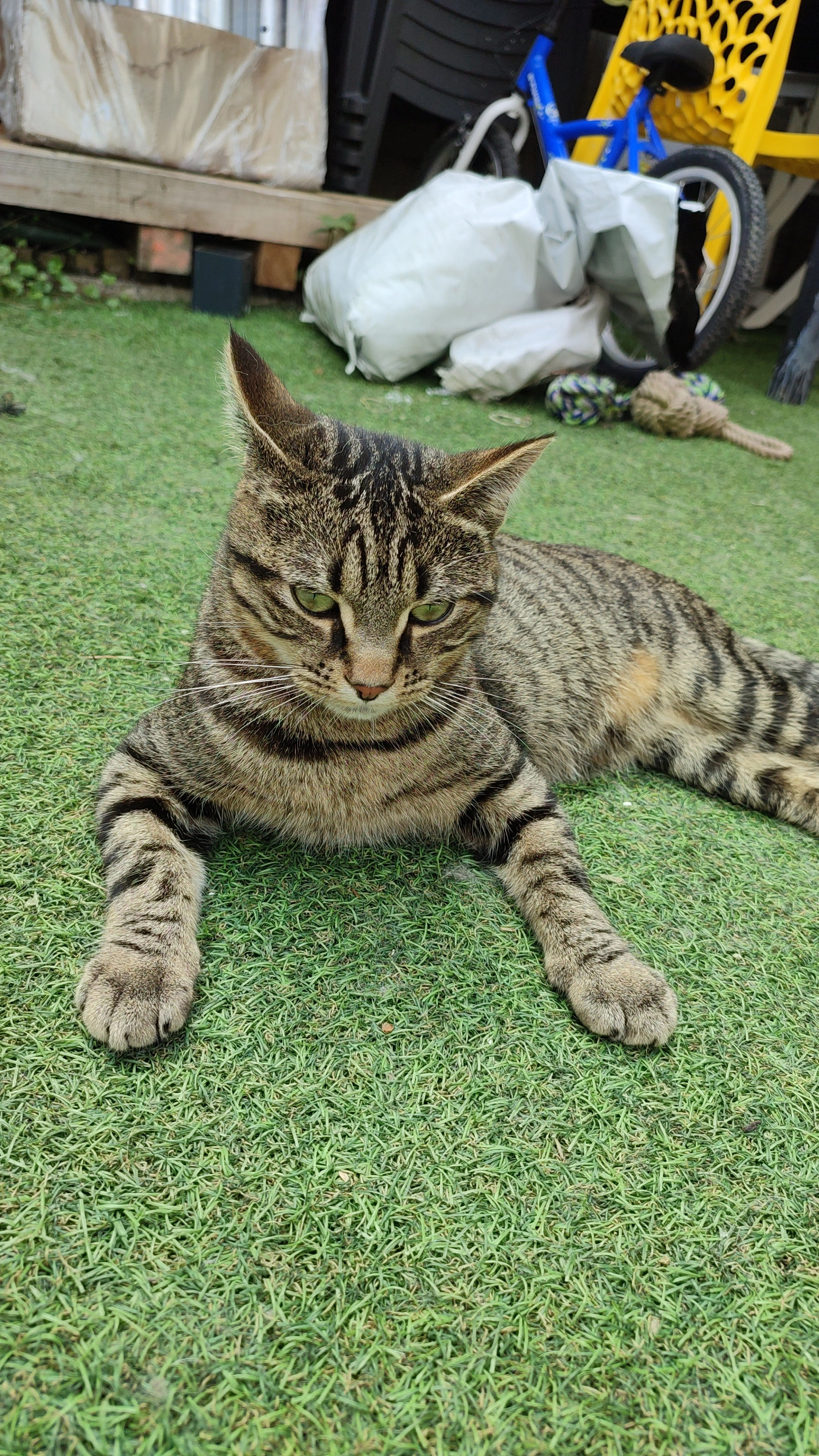 Tsuki - 25 Rue du Pont de Pierre, Merville