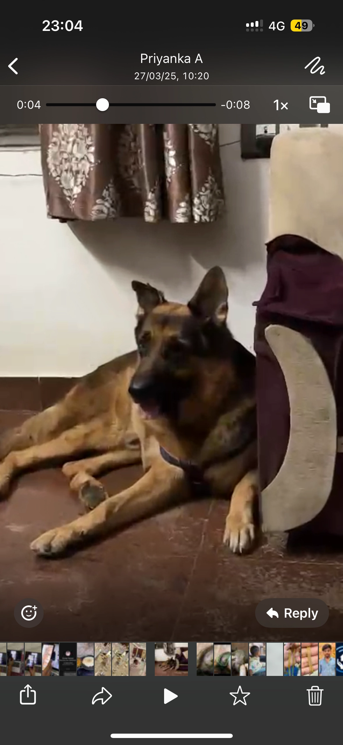 Tiger - Elango Adigal Street, Chennai