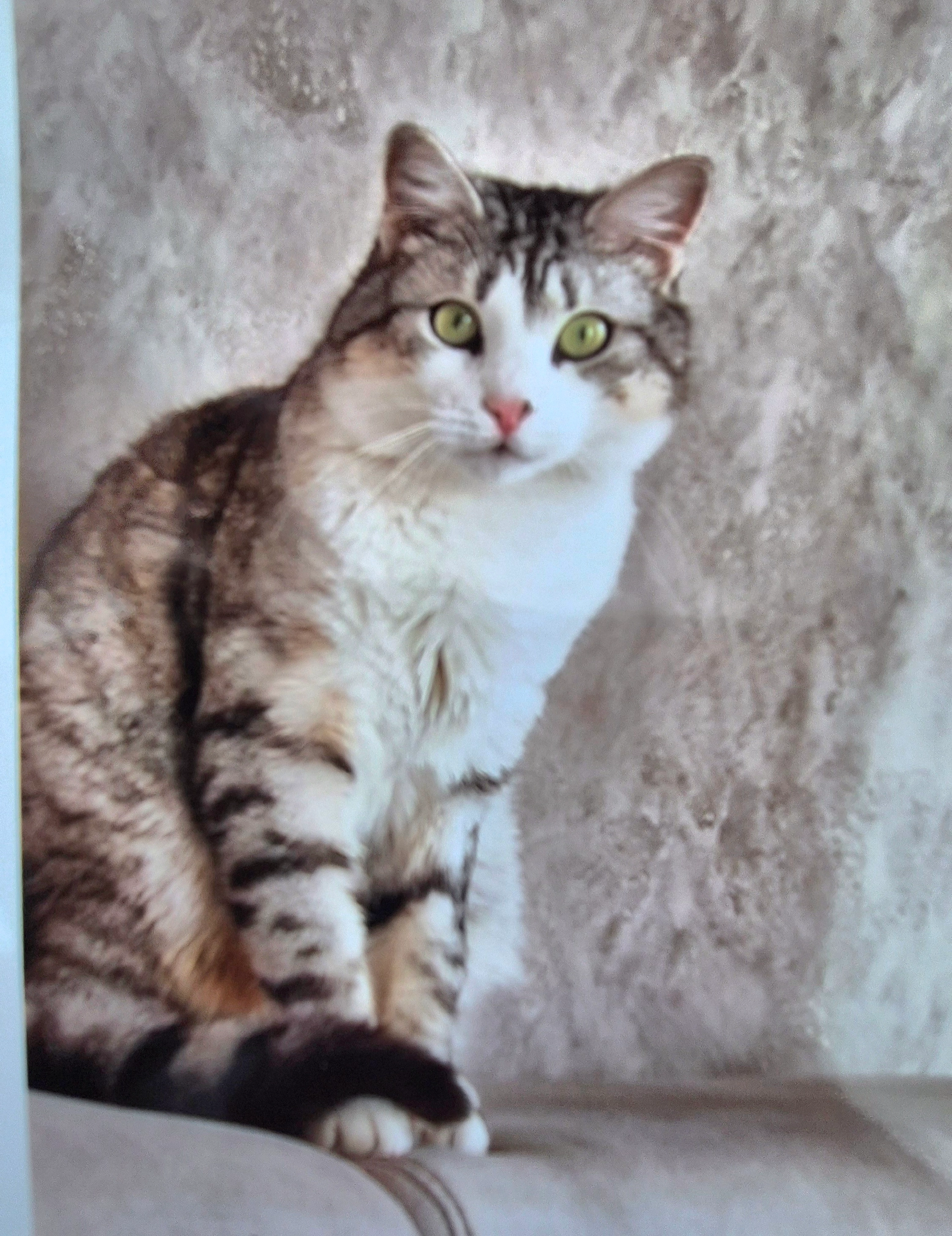 Bruce  - Rue de Kaltenhouse, Oberhoffen-sur-Moder