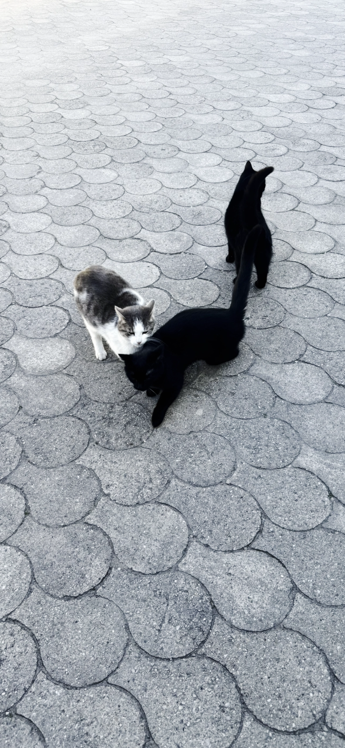 Sammy  - 85399, Hallbergmoos