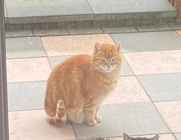 Samy - Mühlenstraße, Dürrholz