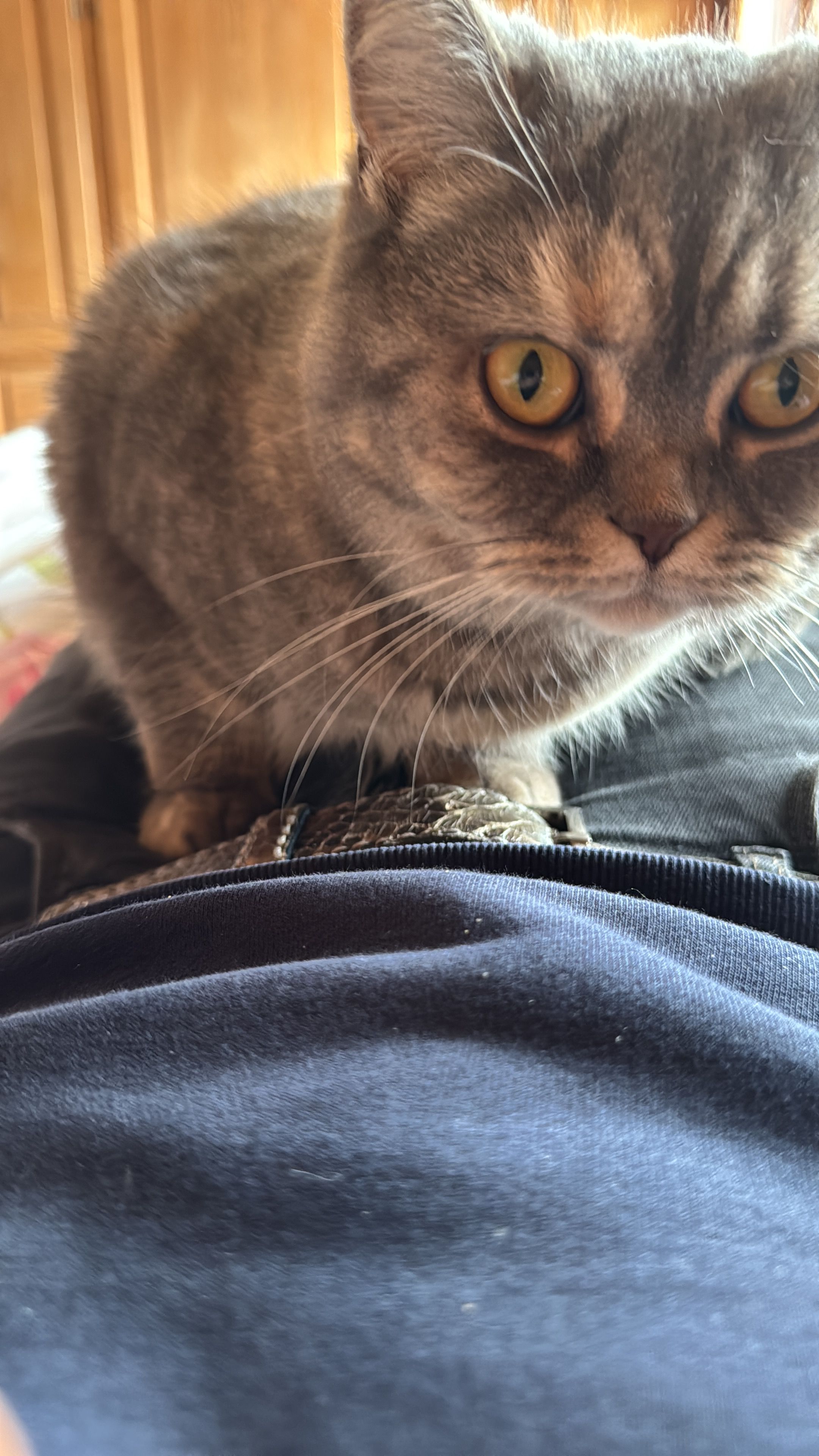 Coco - Grubenstrasse, Gstaad