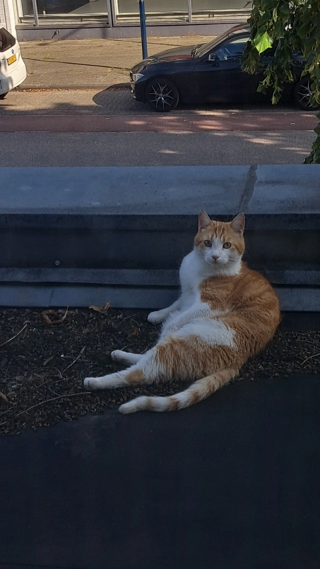 Dino - Ophelialaan, Aalsmeer