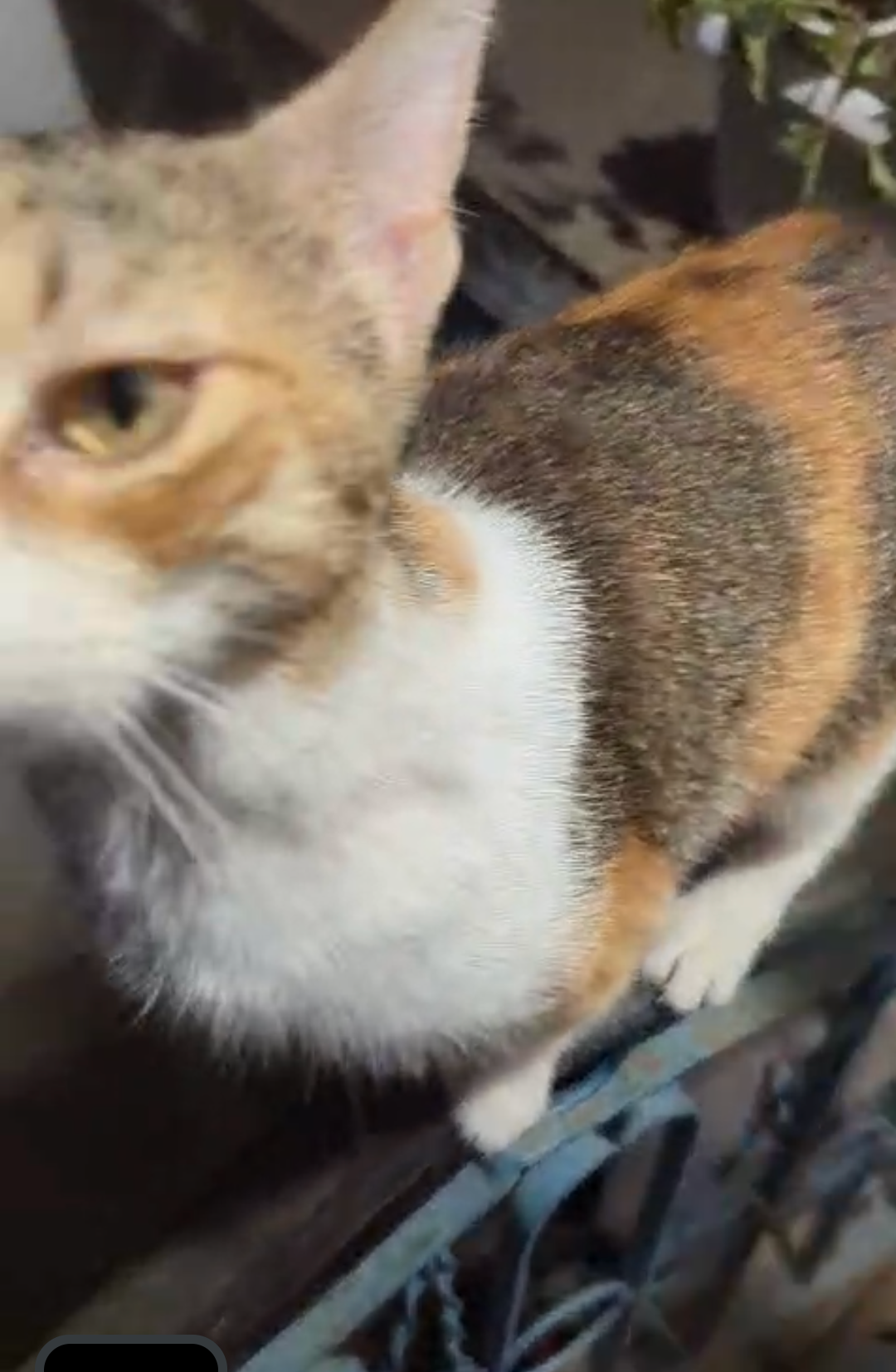 Masha - Плевен, Sofia