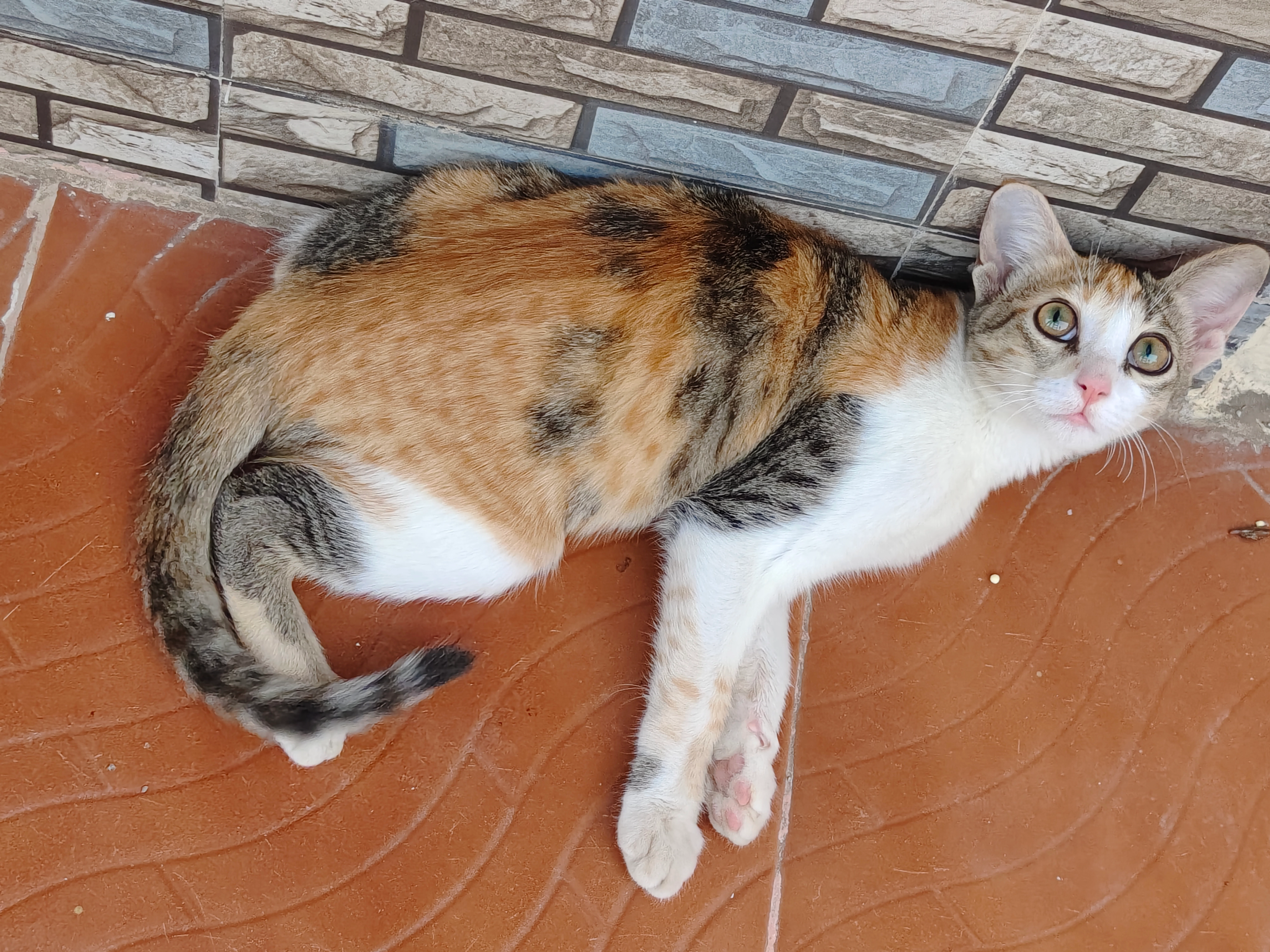 Auggie - S. K. Temple Road, Bengaluru