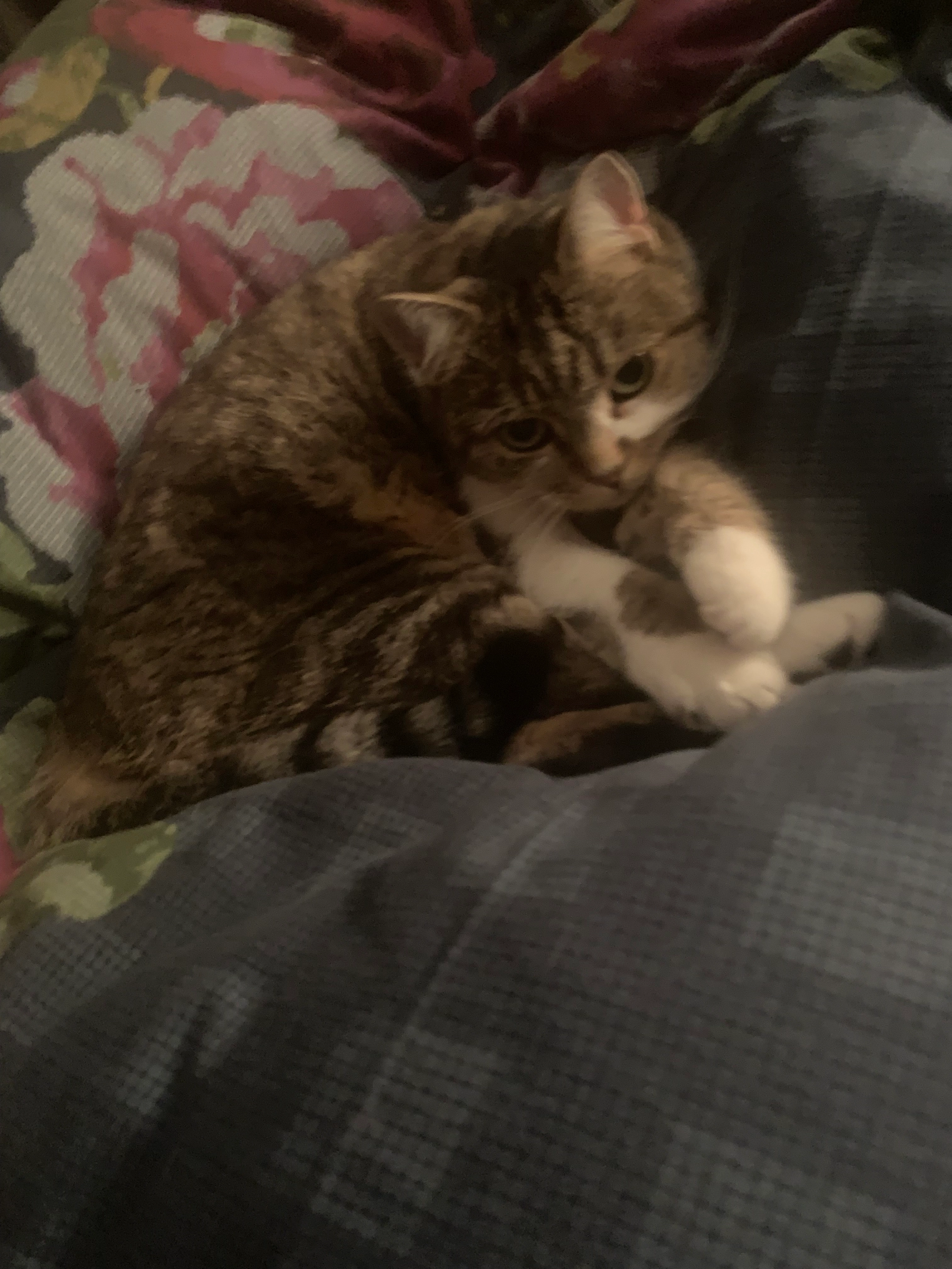 Kara - Borchener Straße, Paderborn