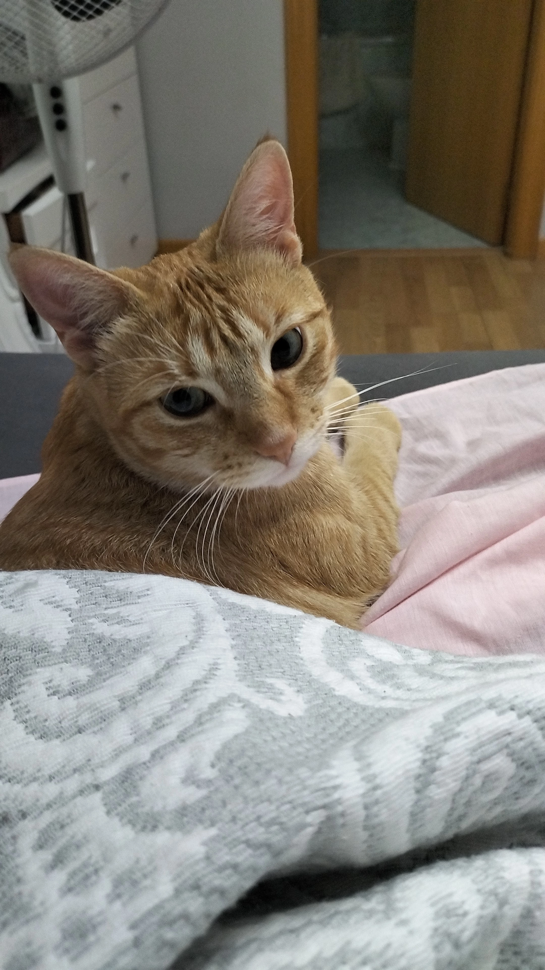 Floky - Calle de Leonardo Torres Quevedo , Alcalá de Henares 