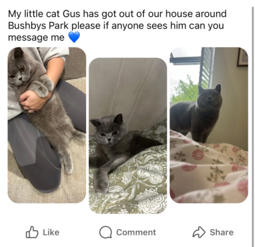 Gus - Bushby's Park, Liverpool