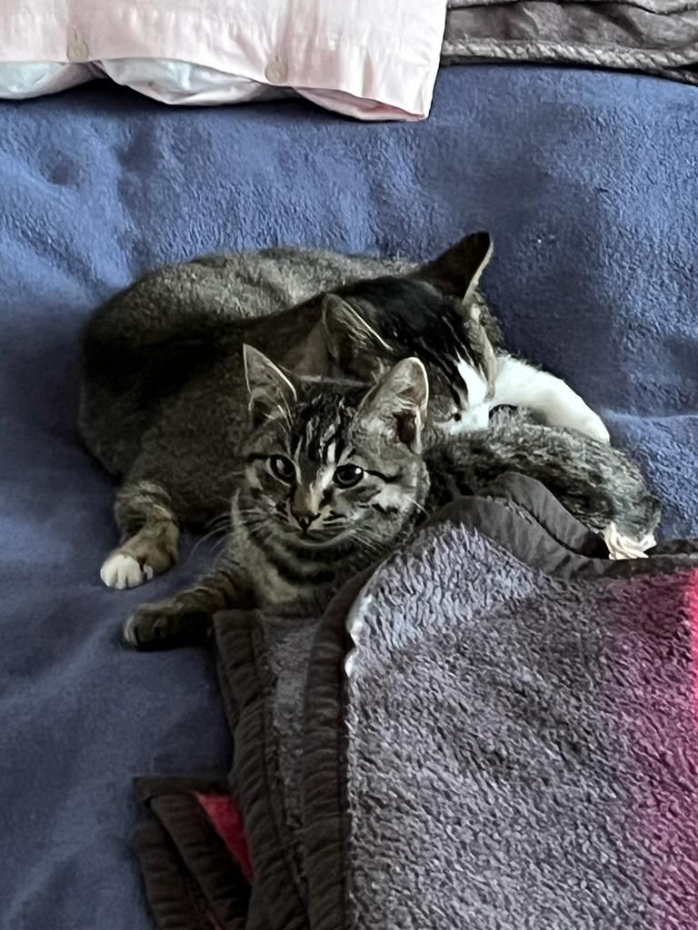 Tiger - Geierstraße, Quakenbrück