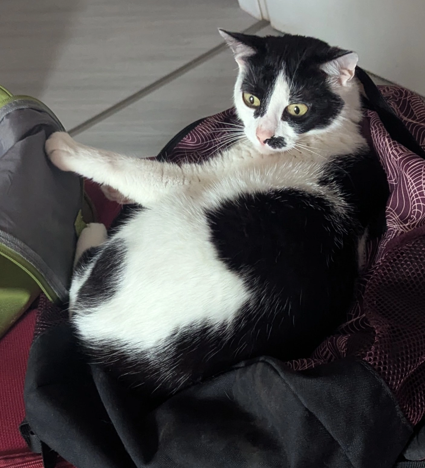 Mia - Hans-Schomburgk-Siedlung, Querfurt