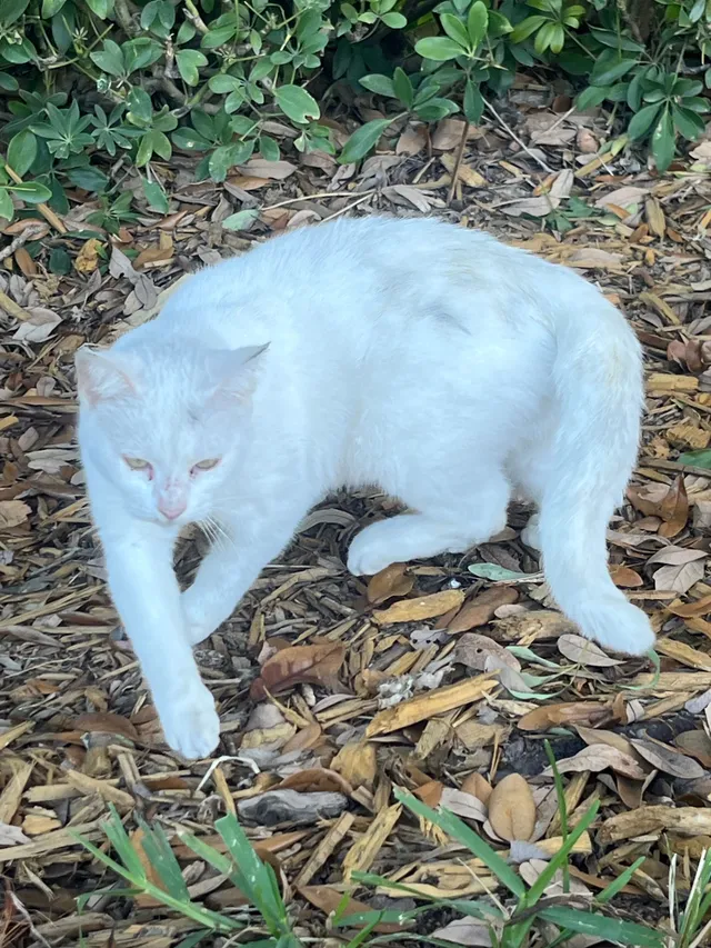 It’s not my pet. I found a cat.  - Southwest 137th Avenue, Homestead