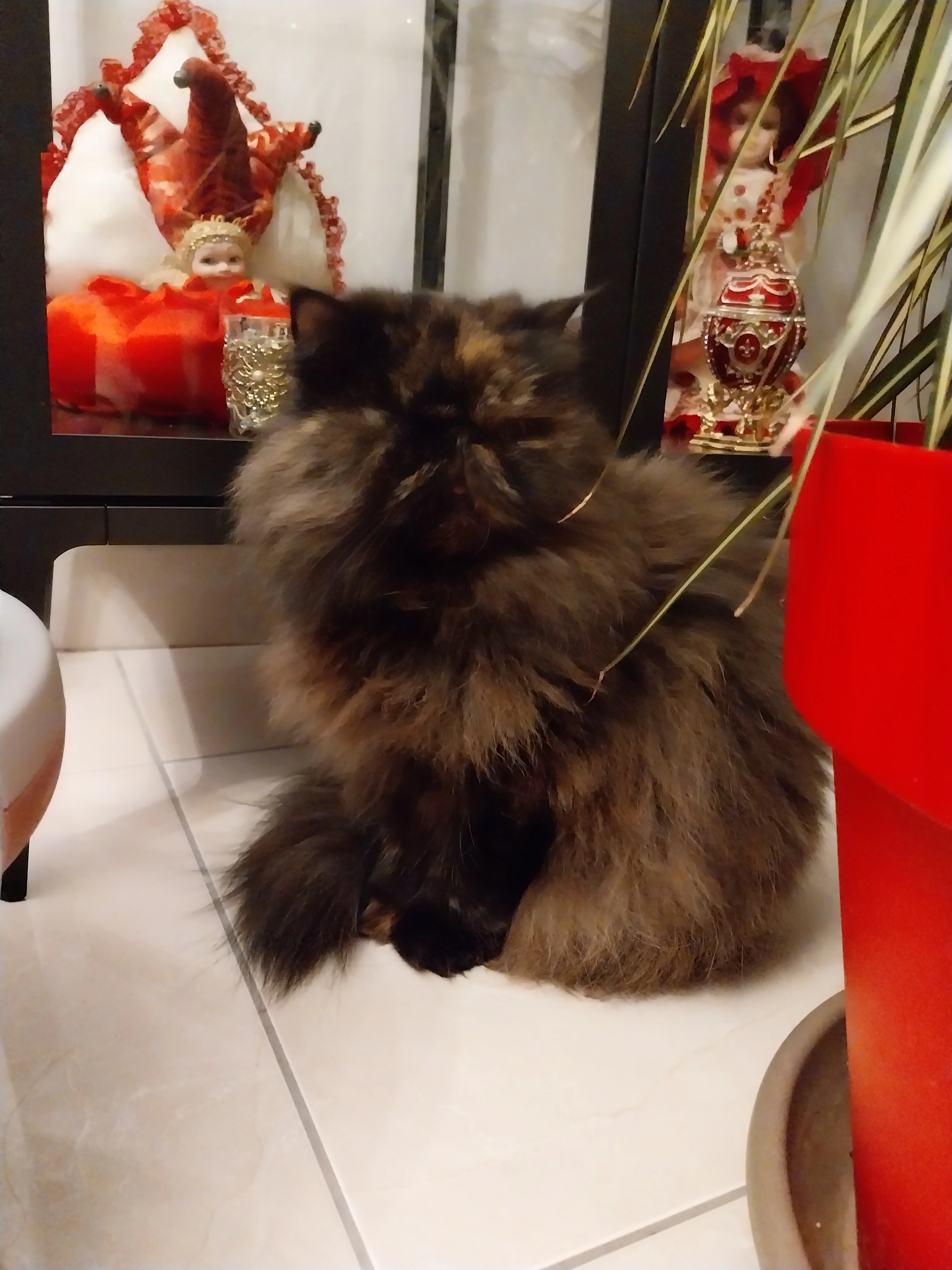 Rosa - Rue du Matelot Gautier, Hyères