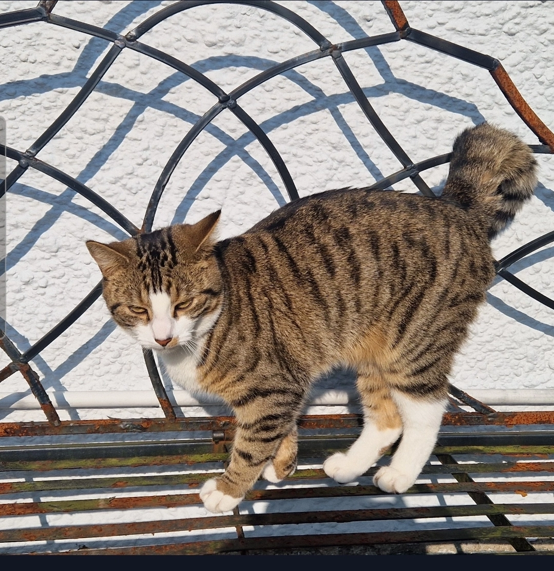 Missy  - Fairfield Road, Windermere
