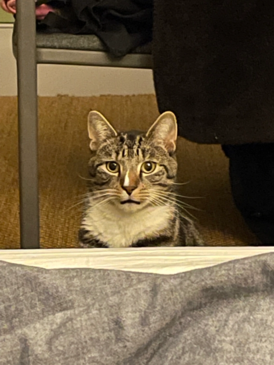 Pesto - Borthwick Road, London