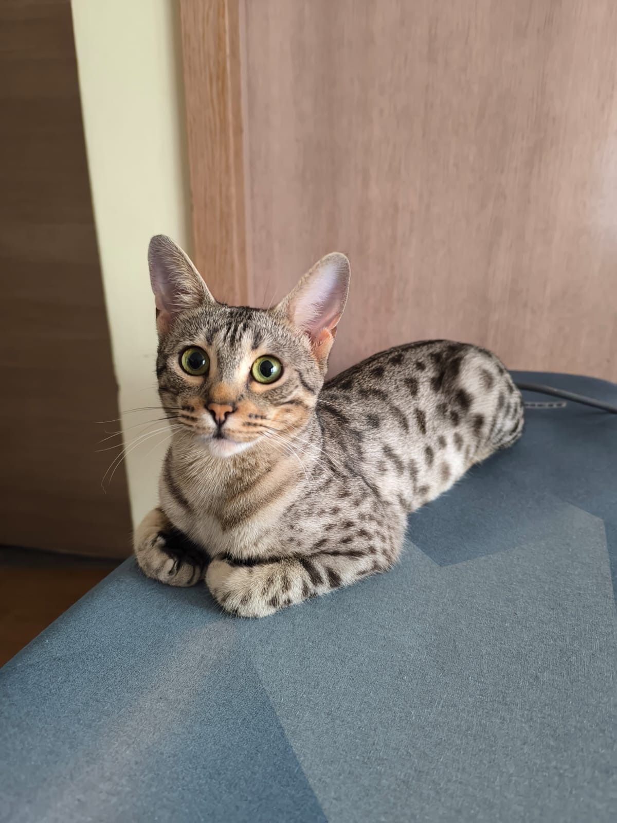 Sheyla  - Hauptstraße 4, 4281 Mönchdorf 