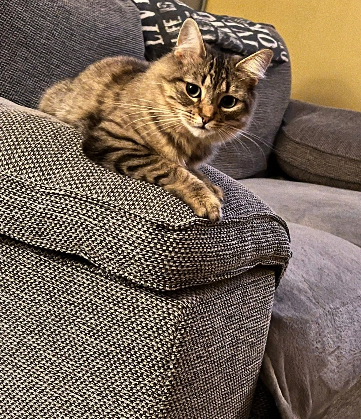 Bonnie - Smallbrook Road, Whitchurch