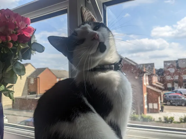 Rowena (Ro-ro) - Bryony Road, Bicester