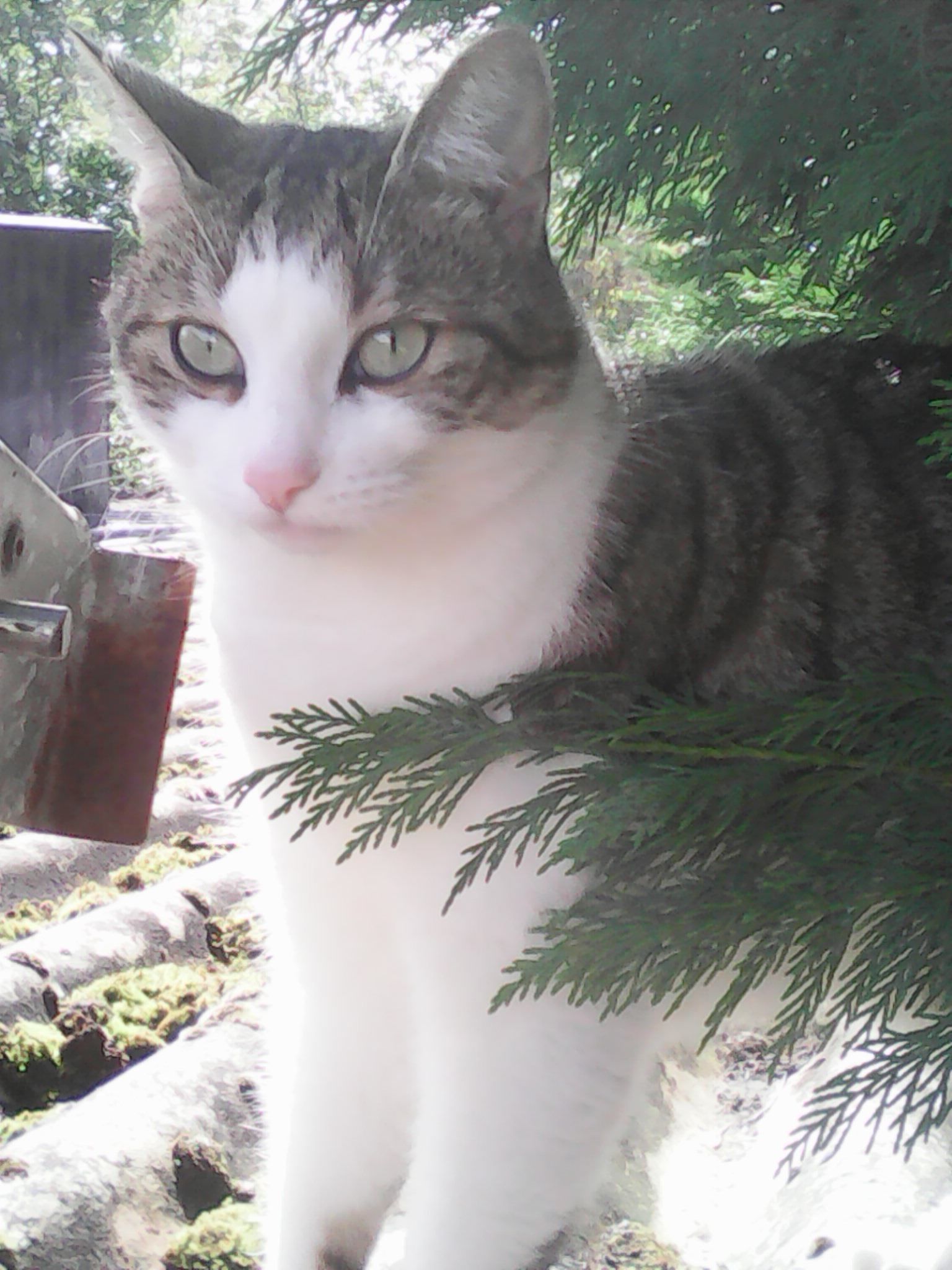 Nounours - Rue Des Plantes, Saint-Martin-en-Bière