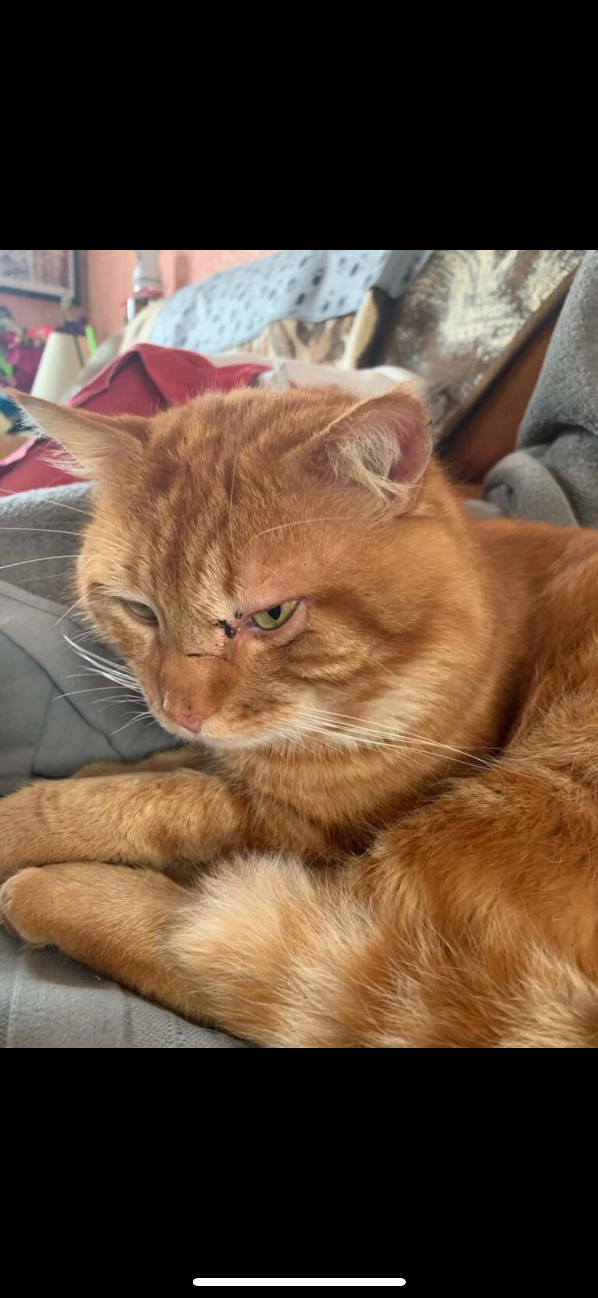 Meou  - 75 Rue Edmond Turcq, Beaumont-sur-Oise