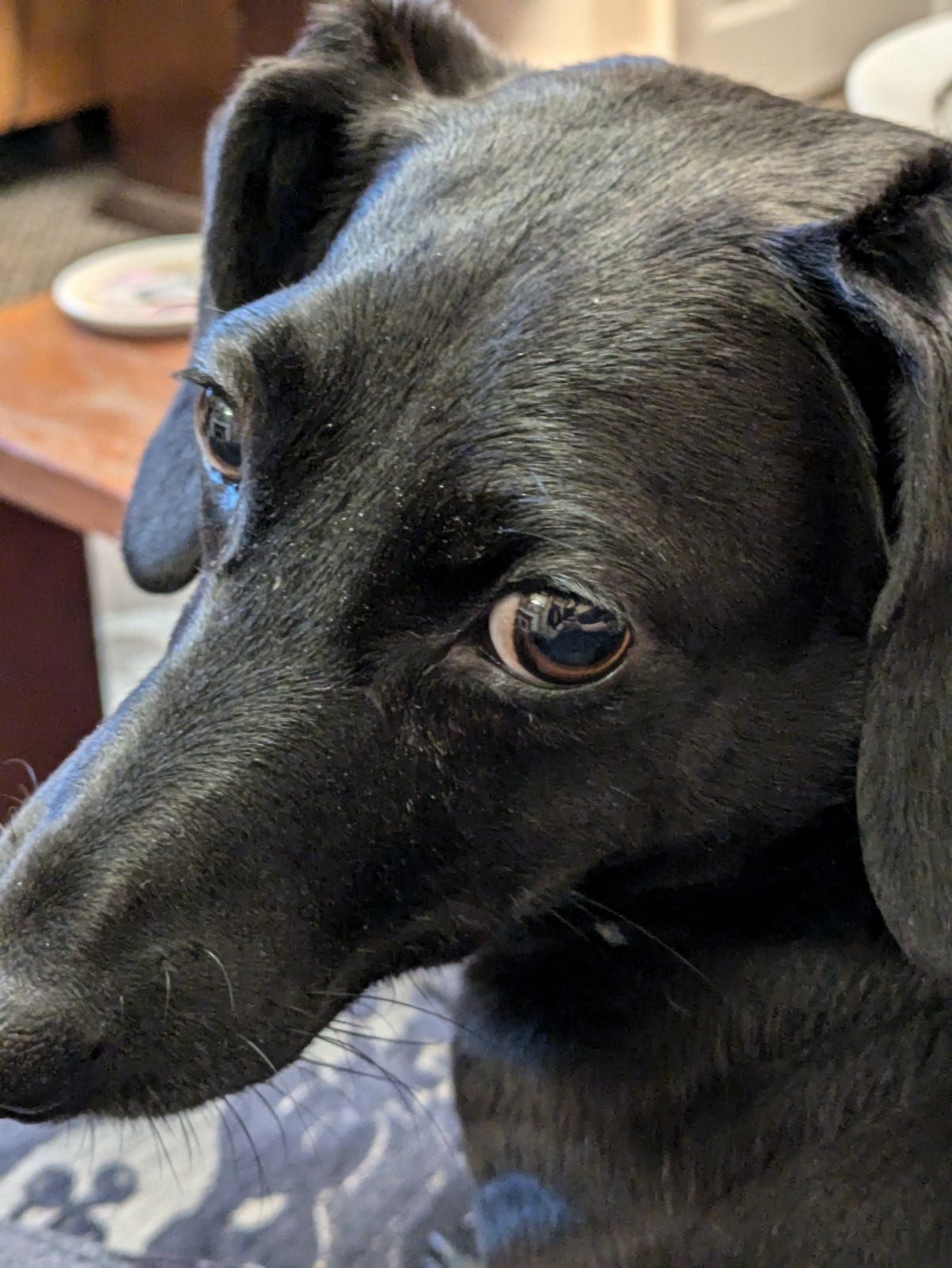 Pepper  - Simmons Way, Okehampton