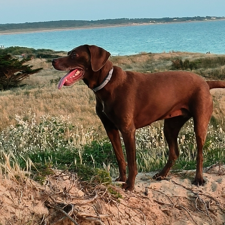 Moony - 50 Chemin de Sainte-Font, Taulignan
