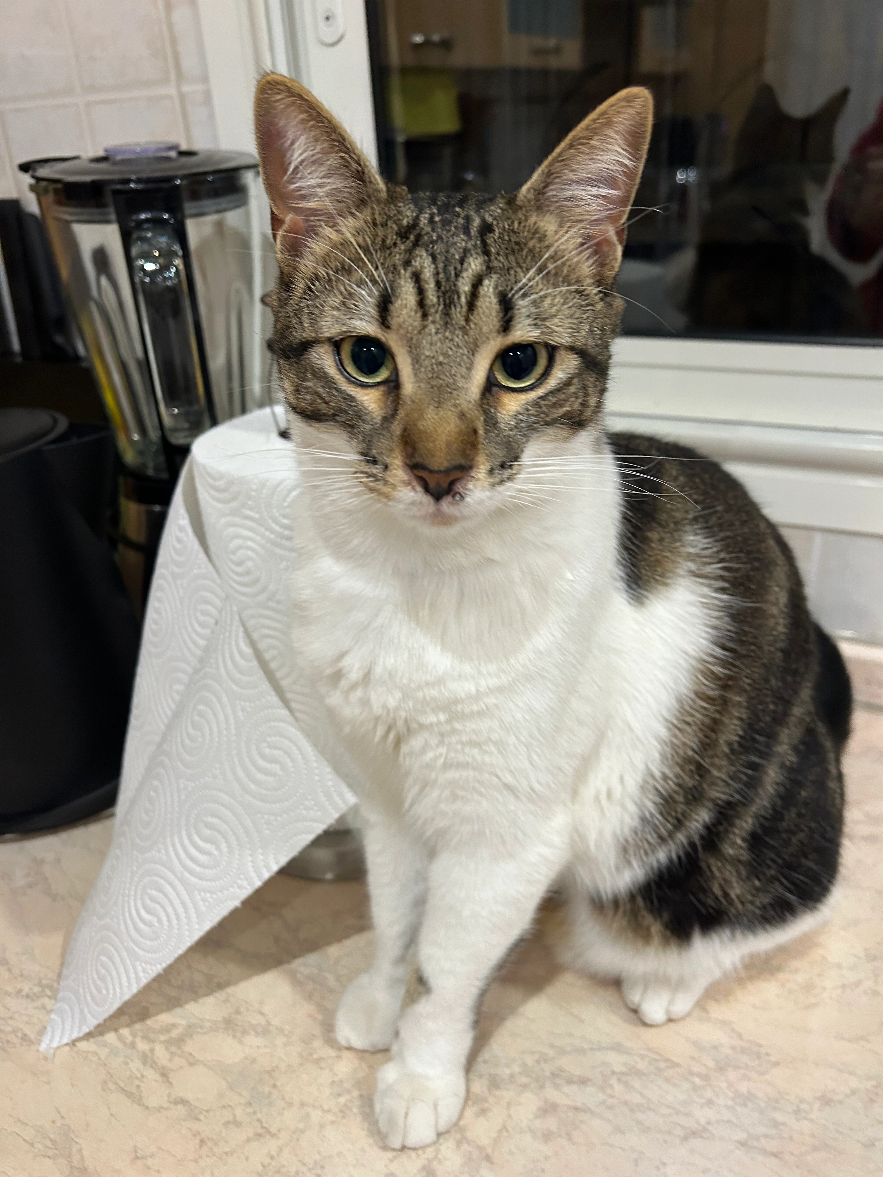 Nino - Chemin des Révoires, Cap-d'Ail