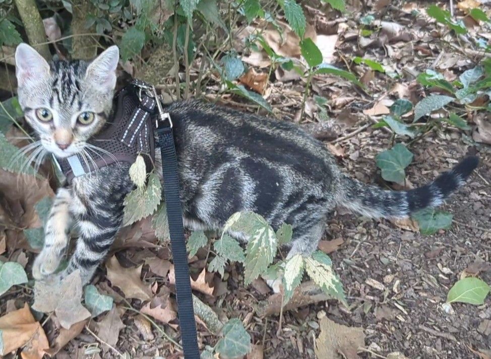 Chica - Rue De La Daurade, Cahors