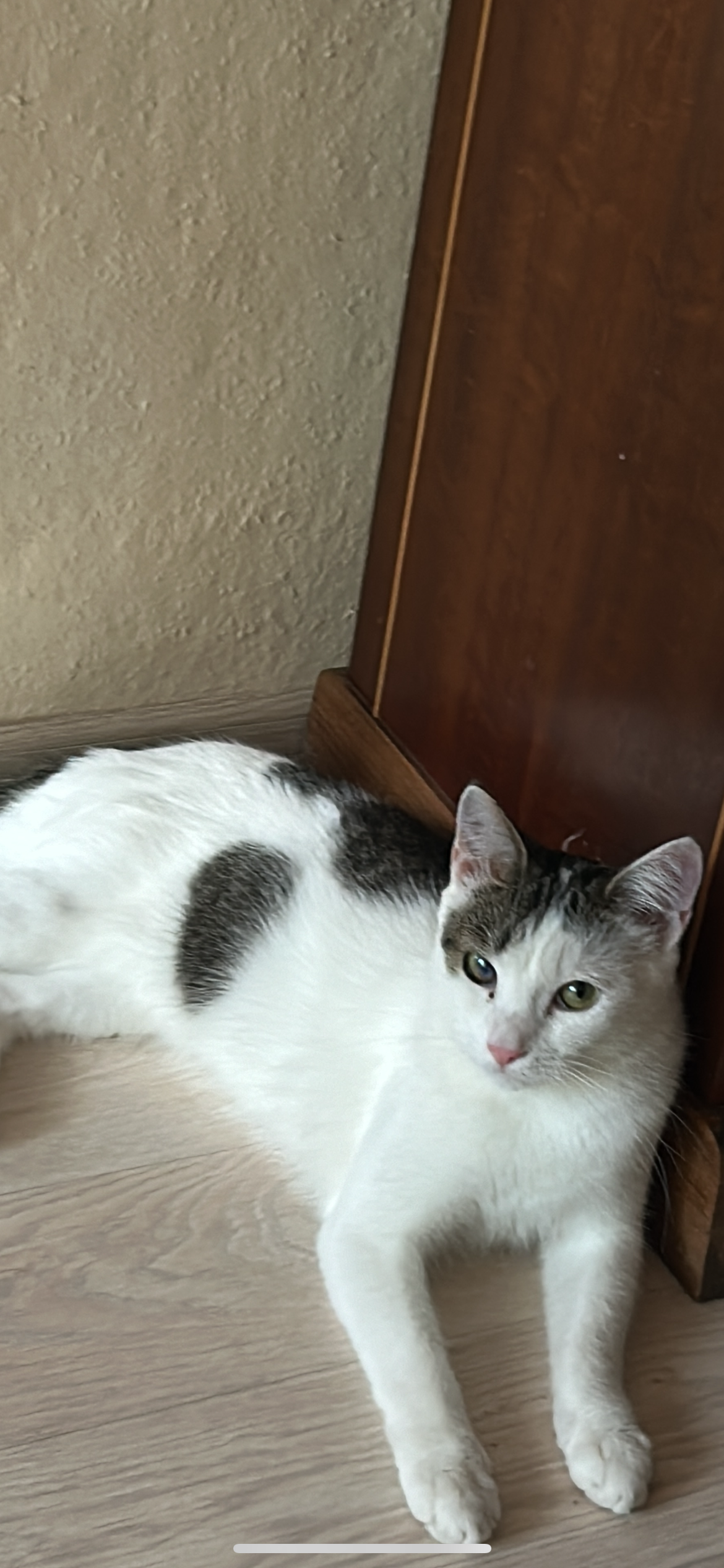 Timmy - Drosselweg 8, Forst