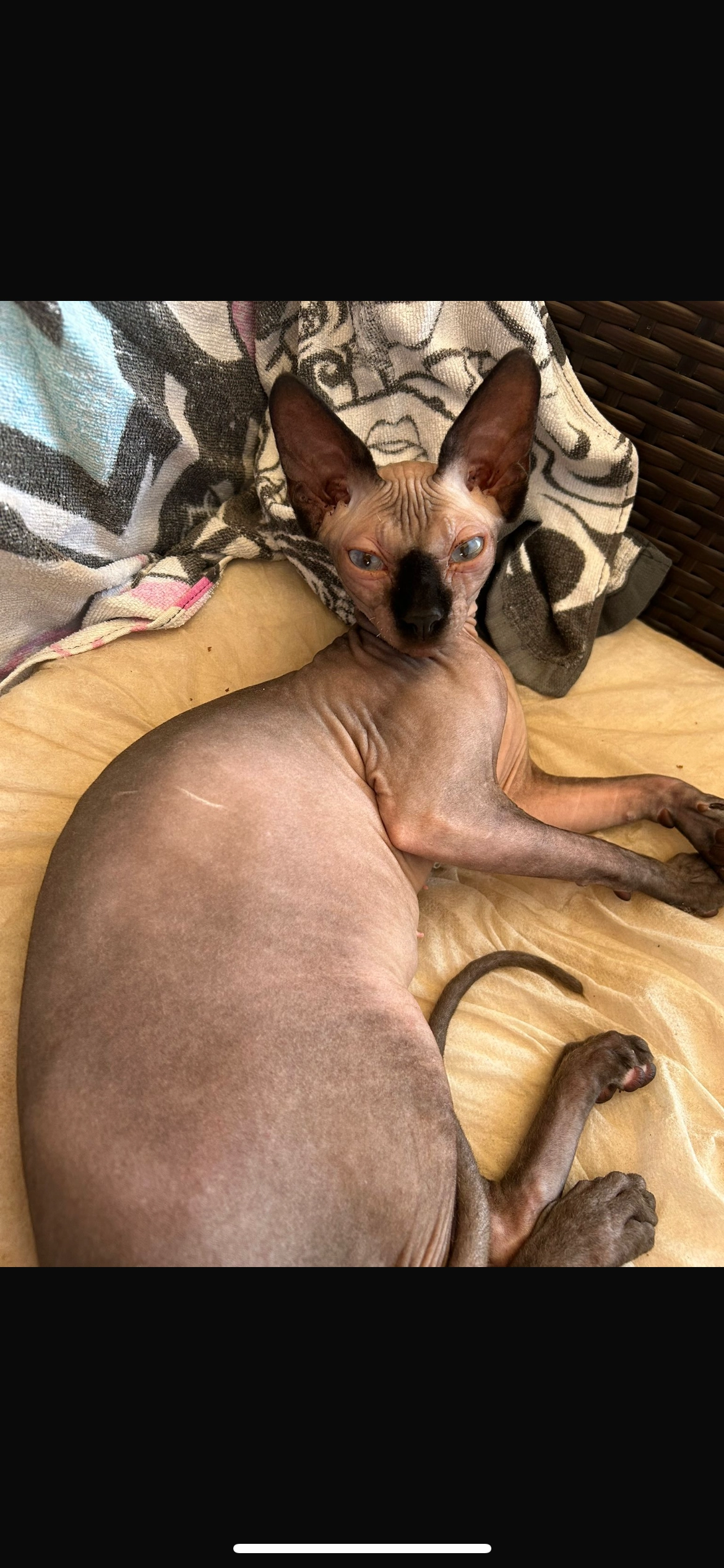 Leila - Calle de Eugenio Lucas 27, Zaragoza